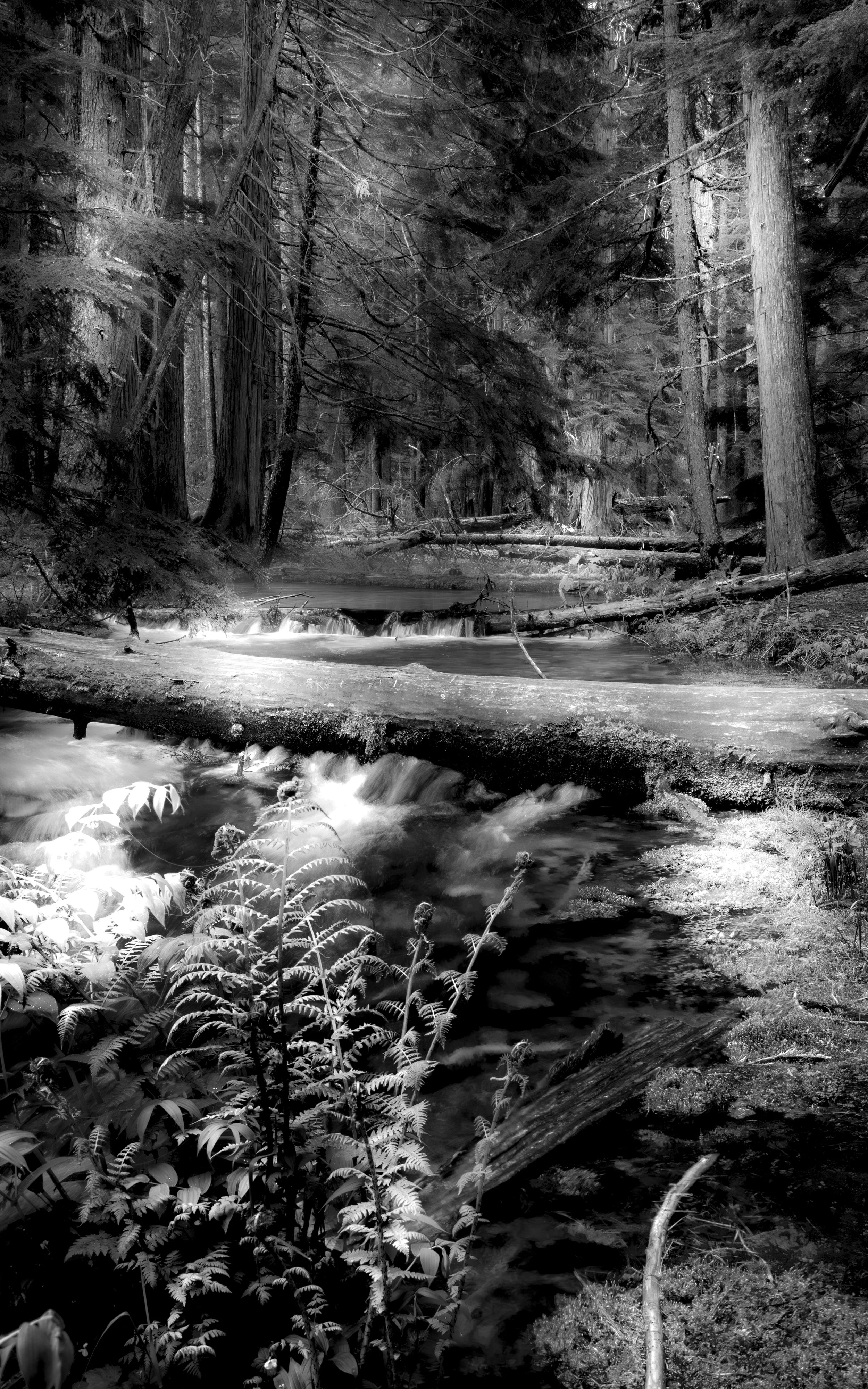 Serene Forrest Waterfall