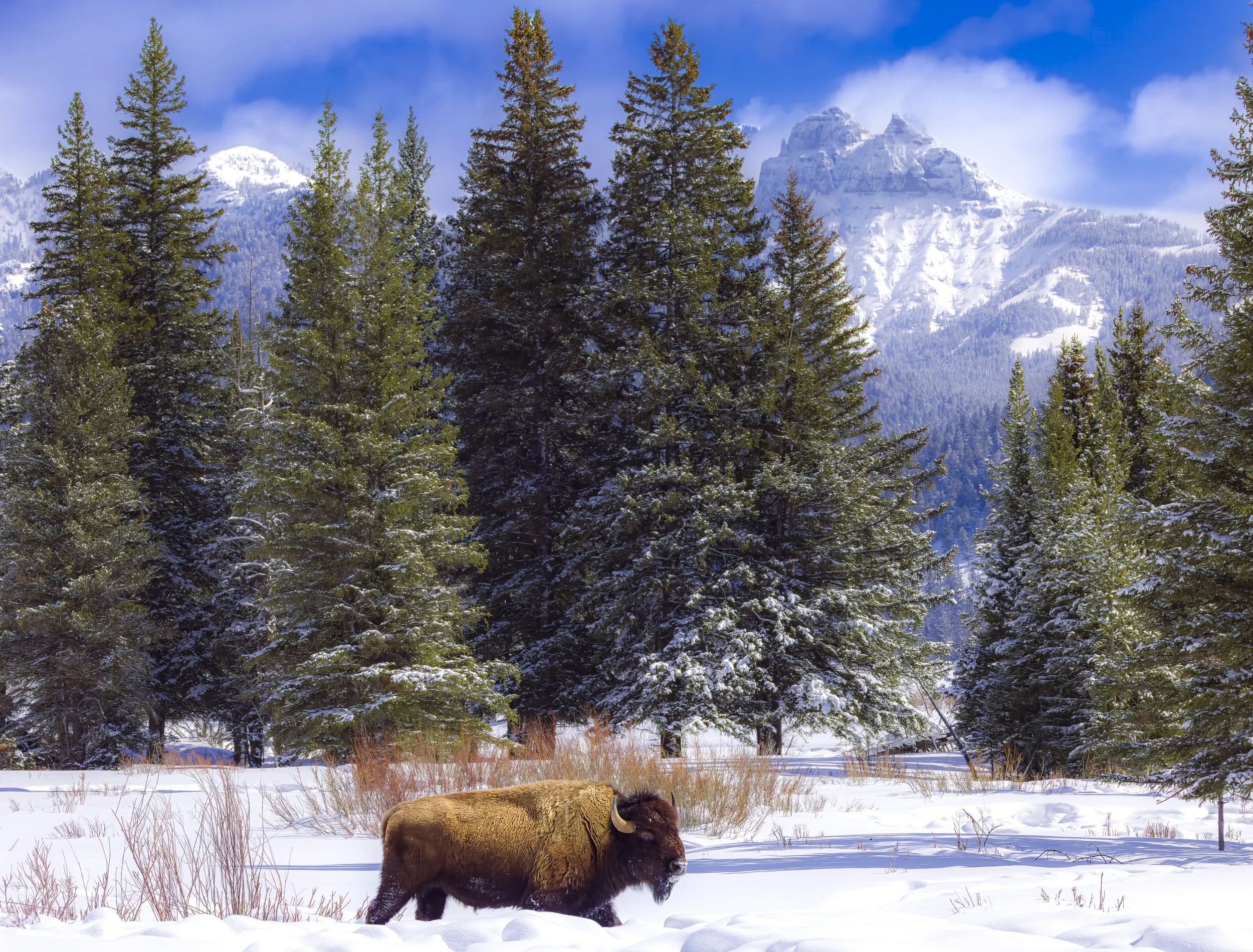 Bison Of Winter