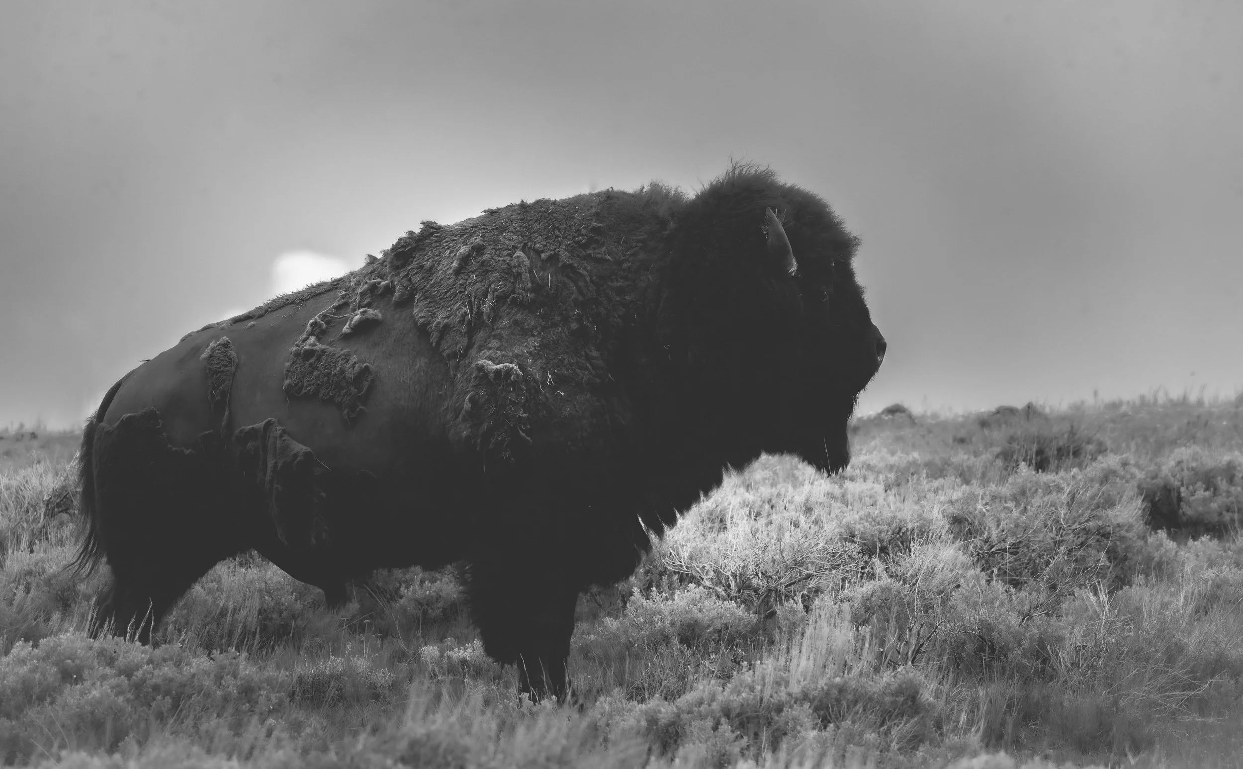 Out West Bison