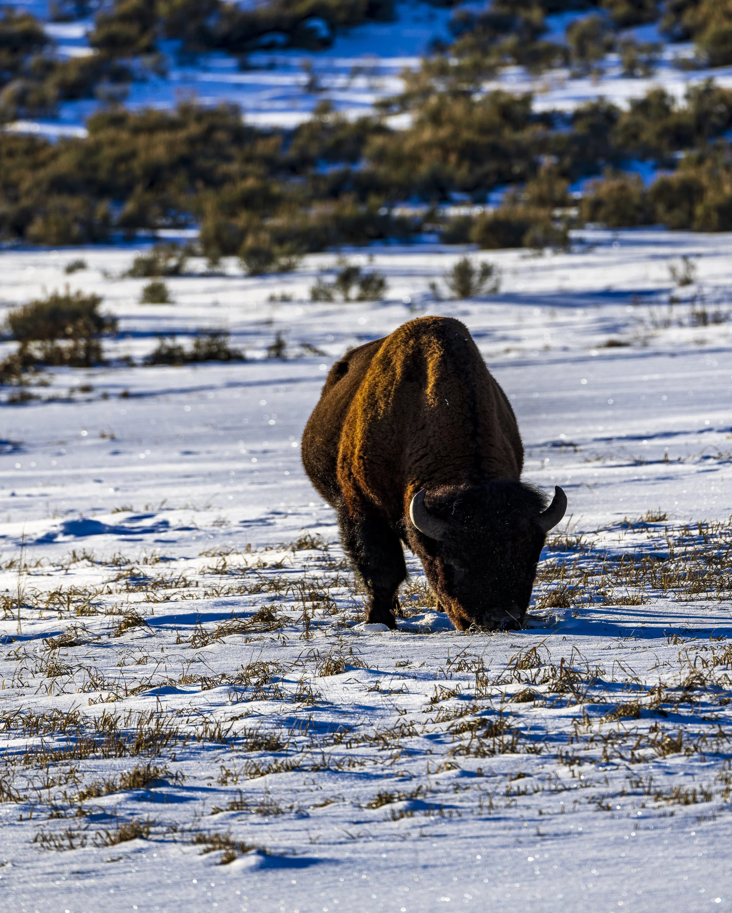 Winter Bison