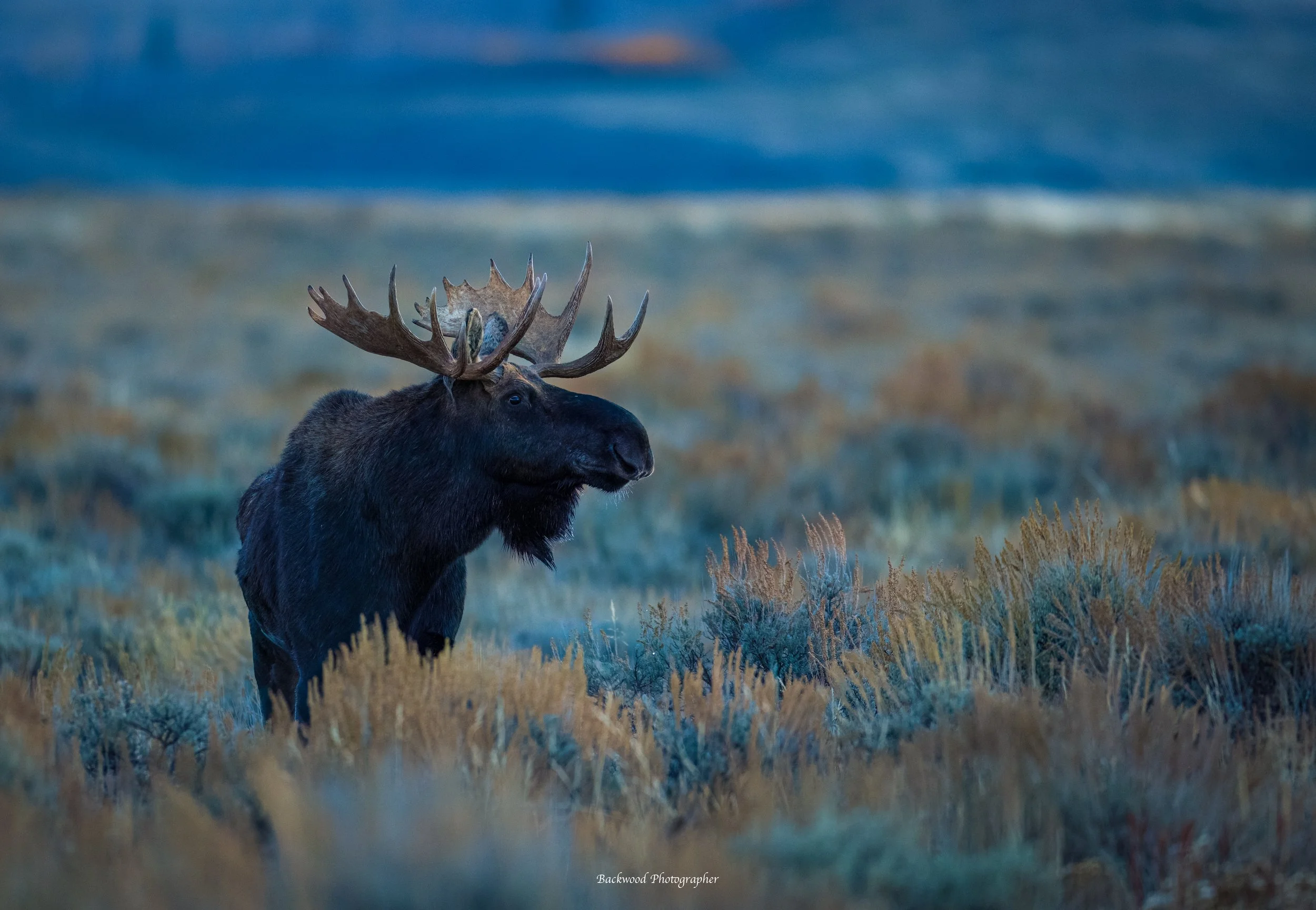Frosty Bull Moose