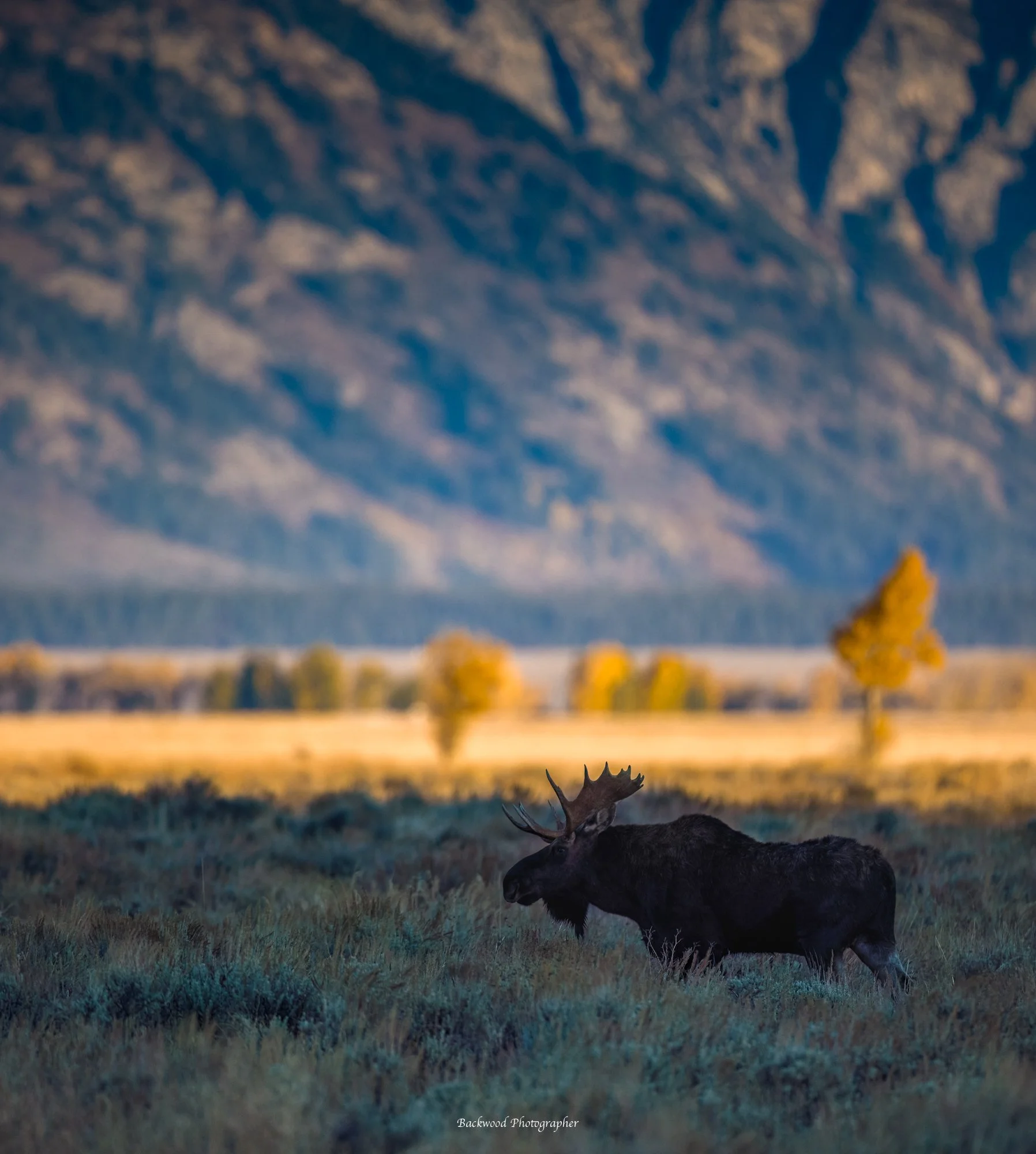 Hers Comes the Sun Moose