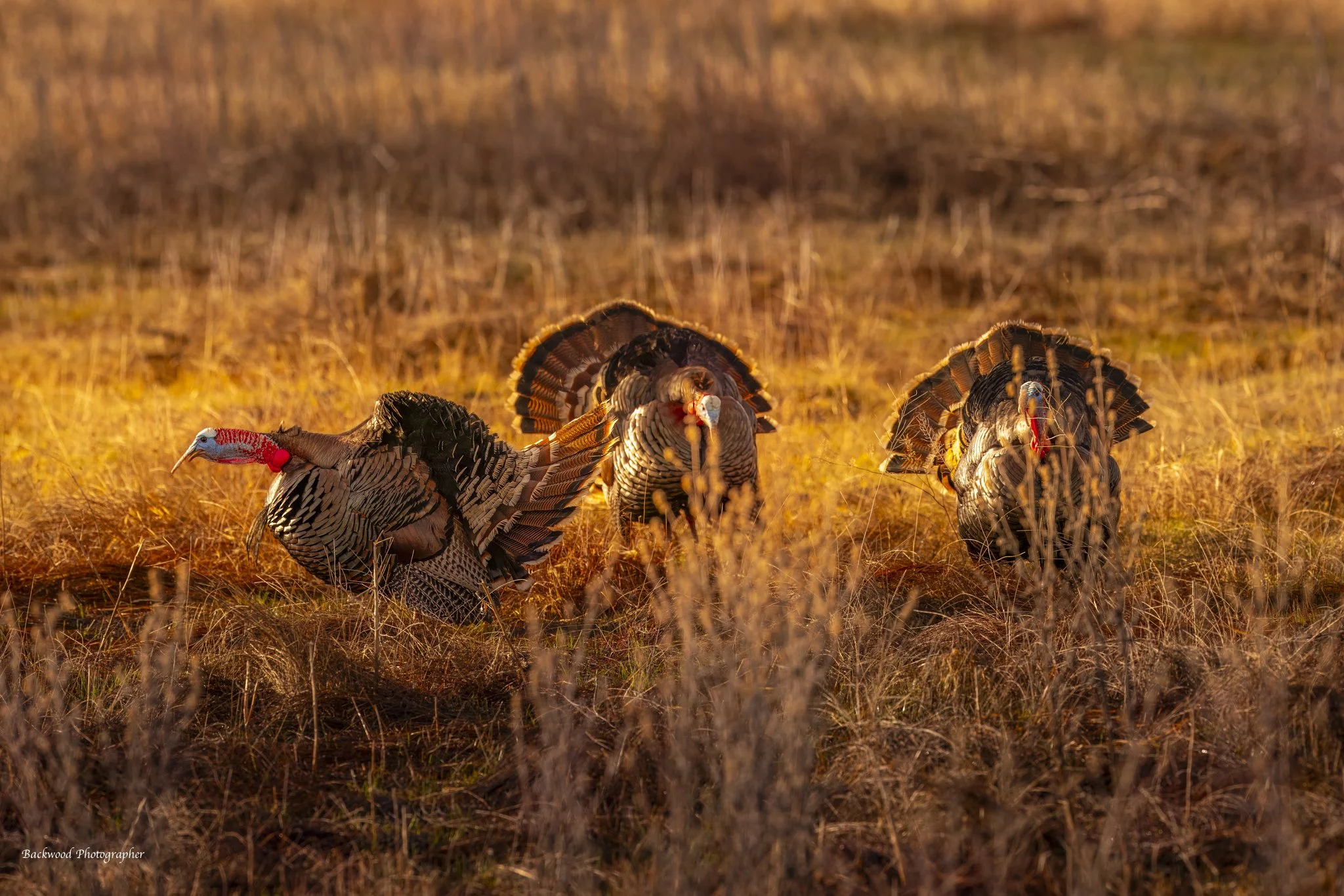 newest facebook-3-3.jpeg