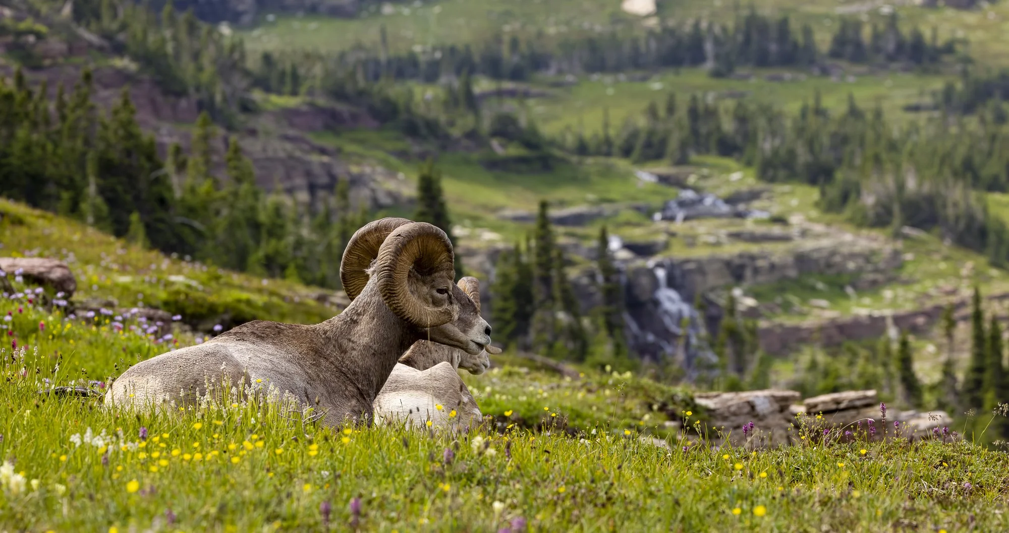 Spring Bighorn