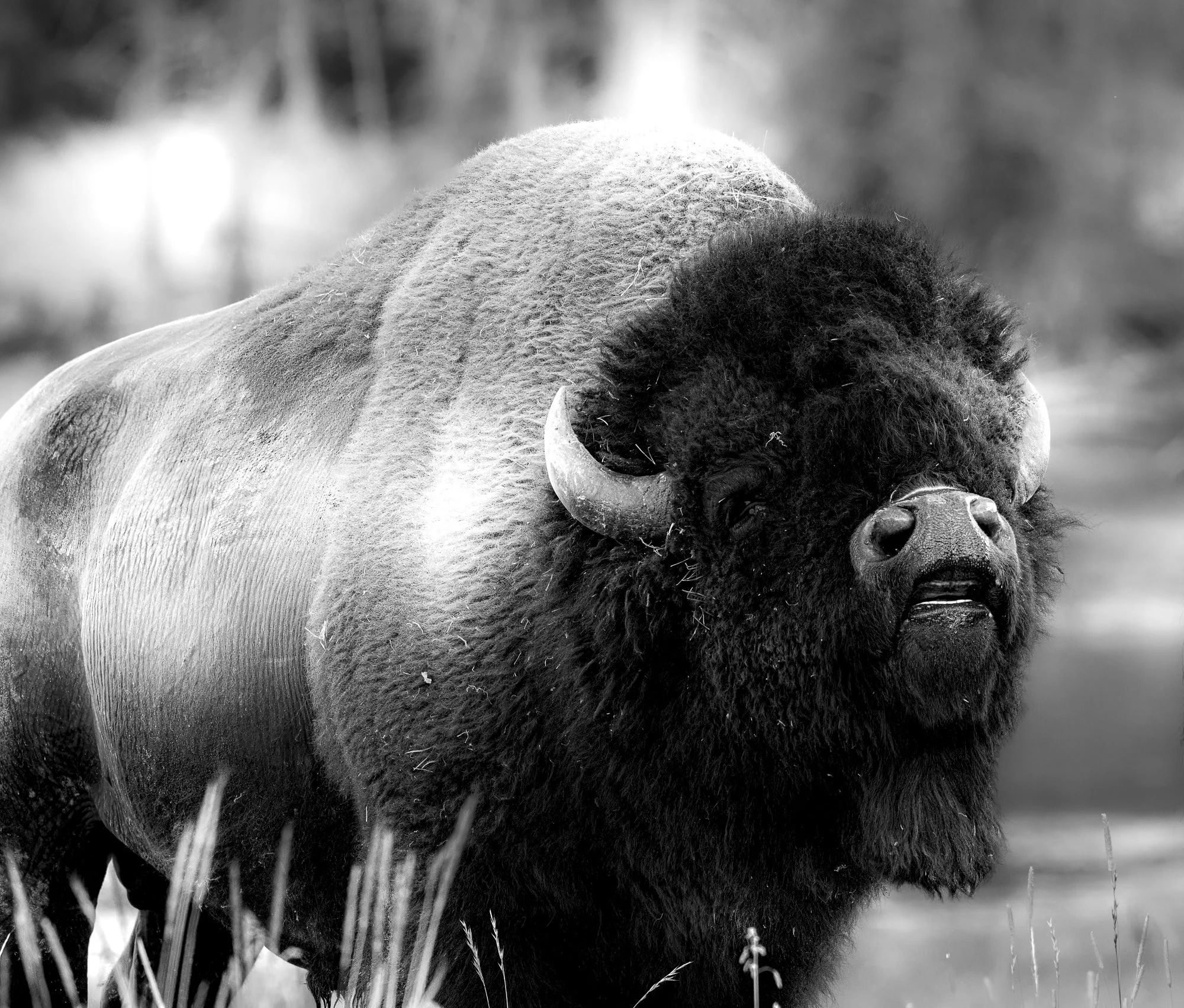 Western Bison