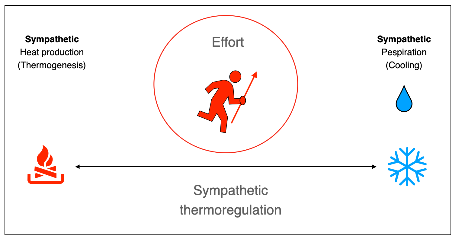 Energetic gradient of the sympathetic system; temperature regulation