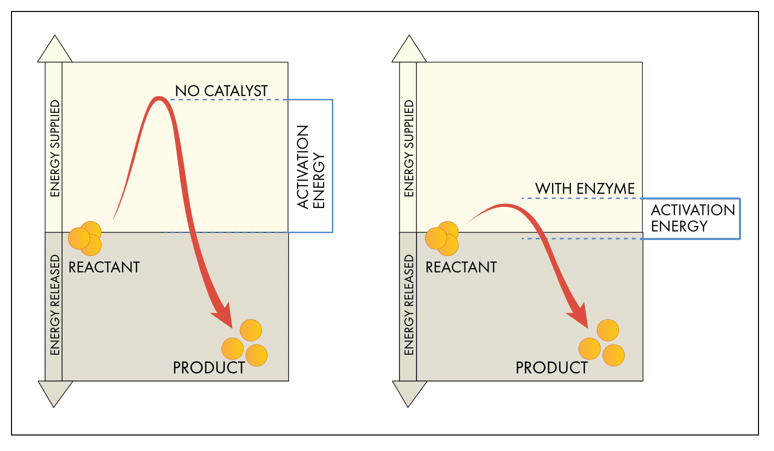 Enzymatic reaction