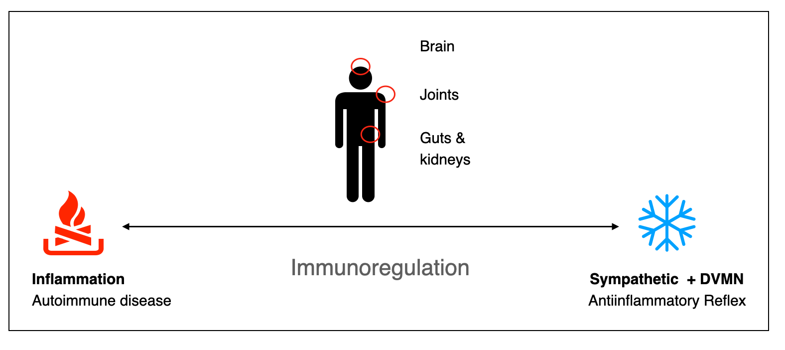 Antiinflmmatory reflex: sympathetic and"dorsal".