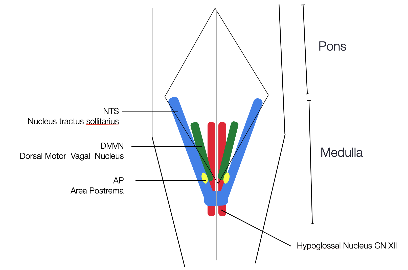 The Dorsal Vagal Complex (DVC)– a polyvagal myth — Polyvagal Pro