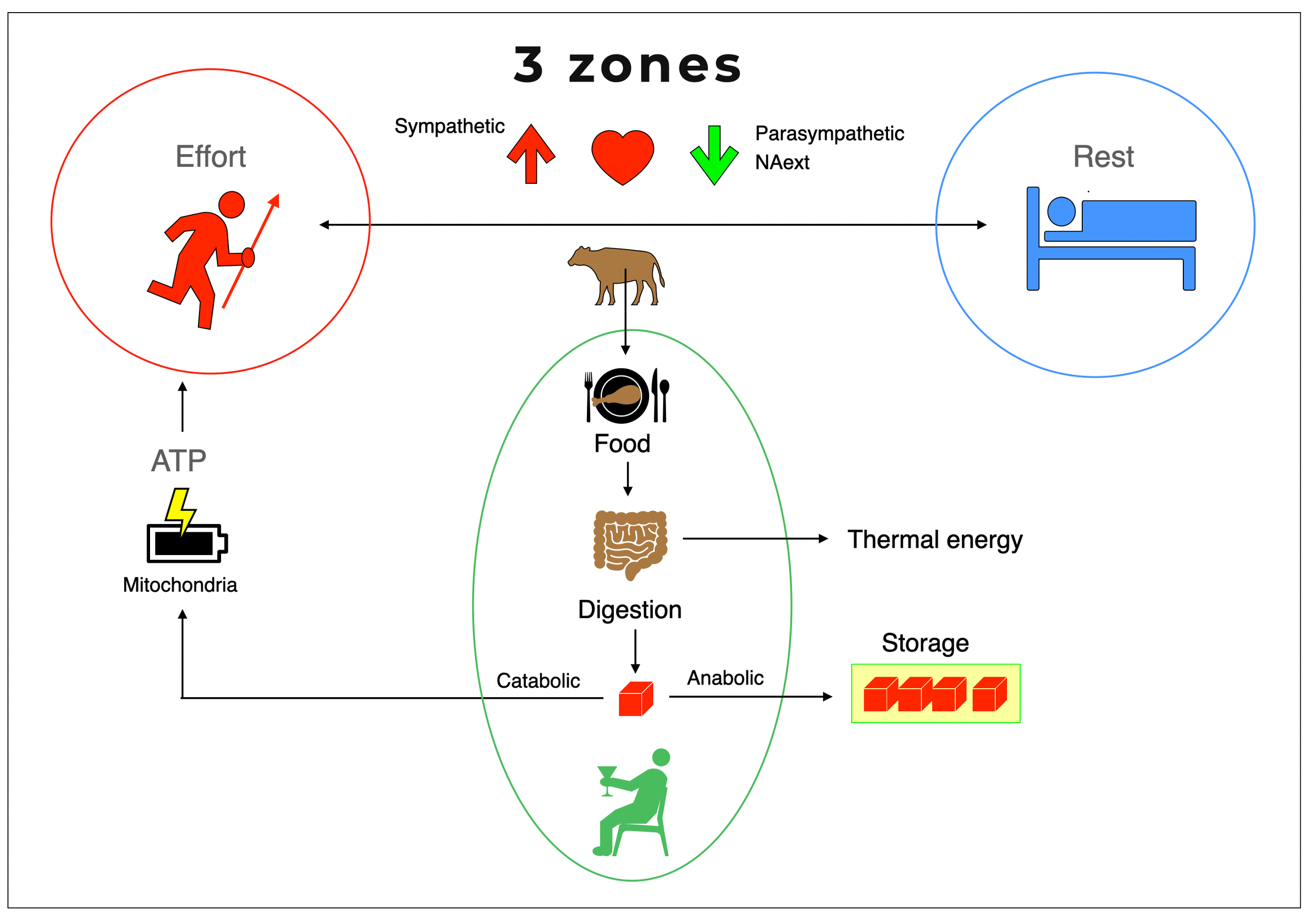 Three energy zones: hunting or effort, eating and digesting, resting.