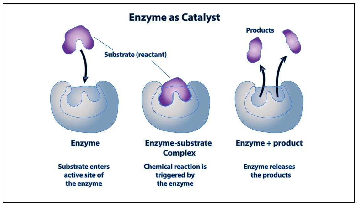 Schema: Enzyme as Catalyst