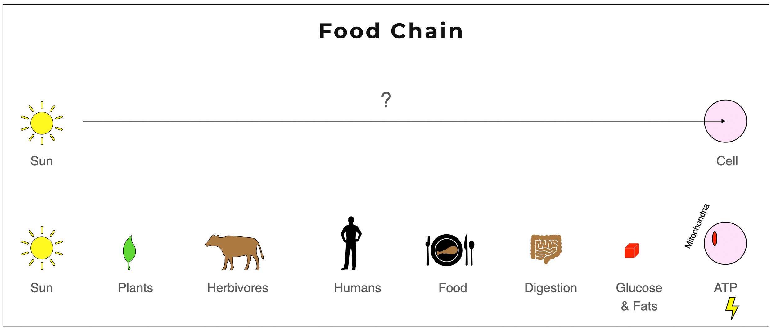 From sun to the ATP: Food chain and Energy