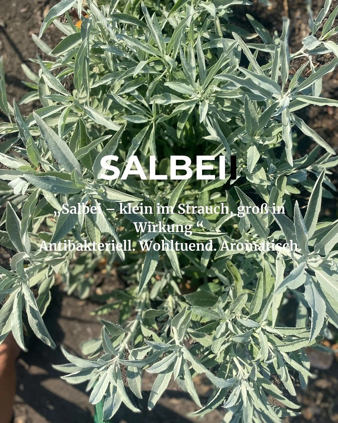SAGE
&ldquo;Sage &ndash; small in the shrub, big in effect&rdquo;
Antibacterial. Soothing. Aromatic.

⸻

Sage Tea &amp; Gargle Solution

1 tsp dried sage leaves (or 2&ndash;3 fresh) per 200 ml hot water
Steep for 10 minutes
As tea: soothing for sore 