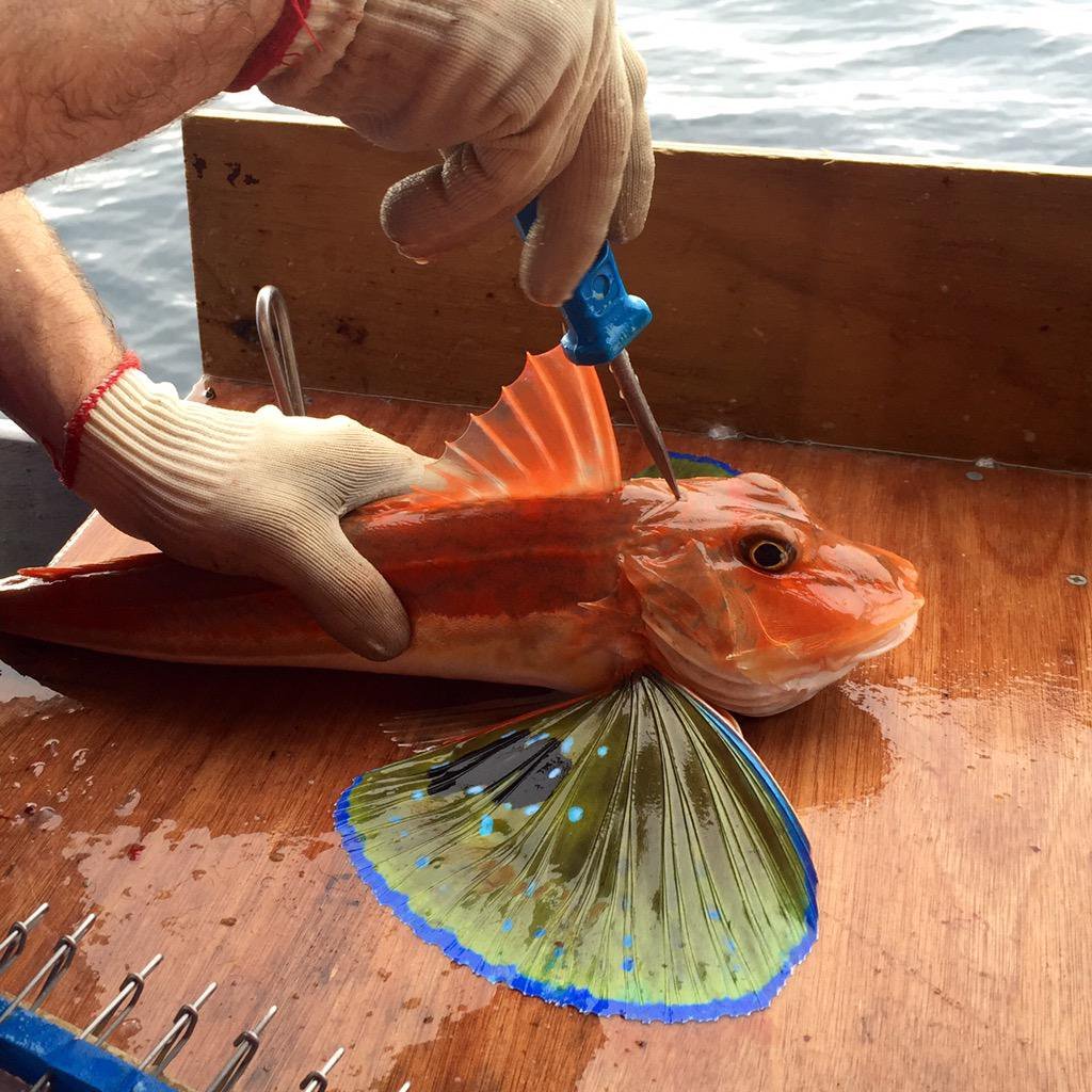 The Art of Ike Jime: Preserving Fish Freshness, Quality, and Ethical Fishing Practices