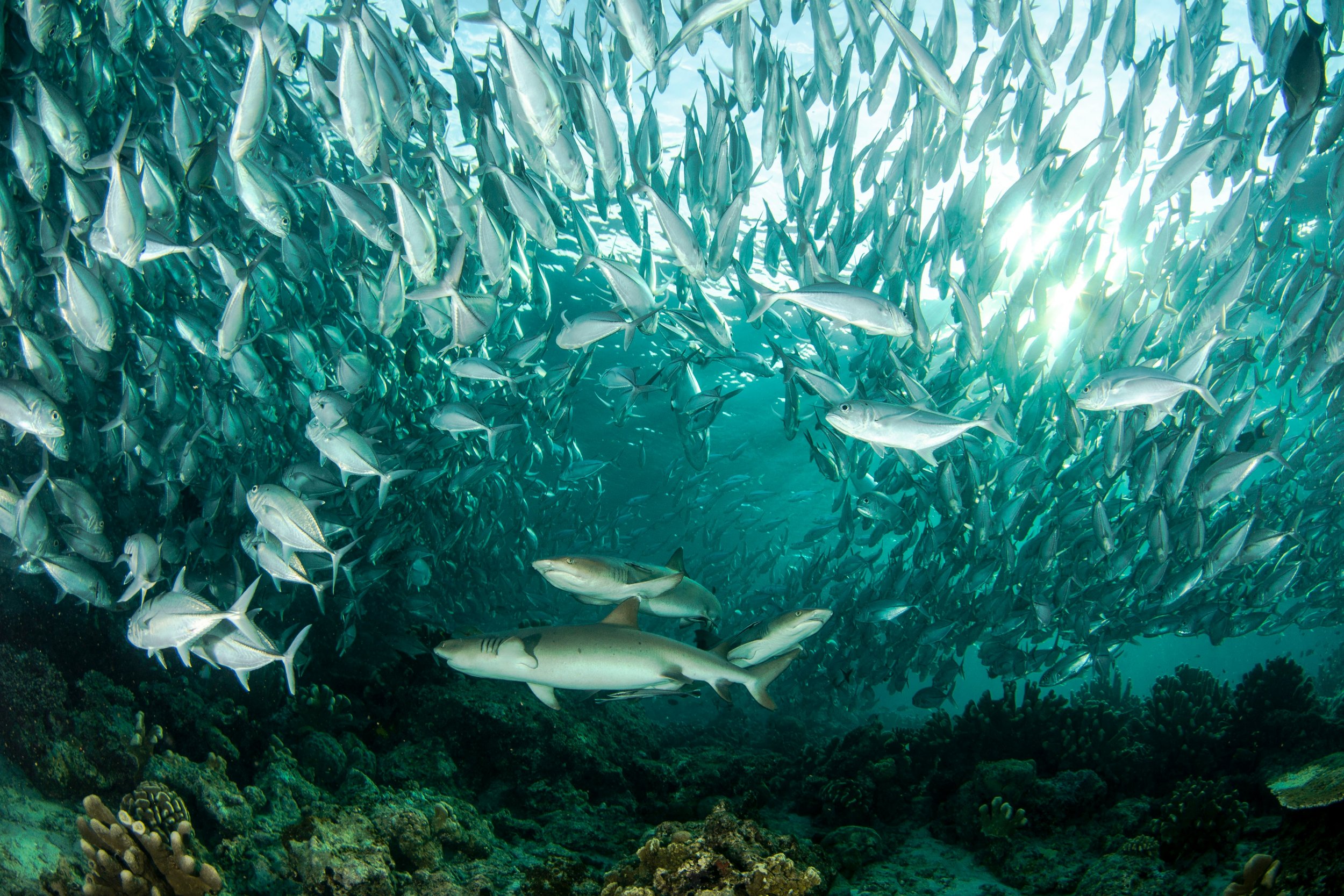 Understanding Bycatch and its Impact on Sustainable Fishing Practices and Quotas