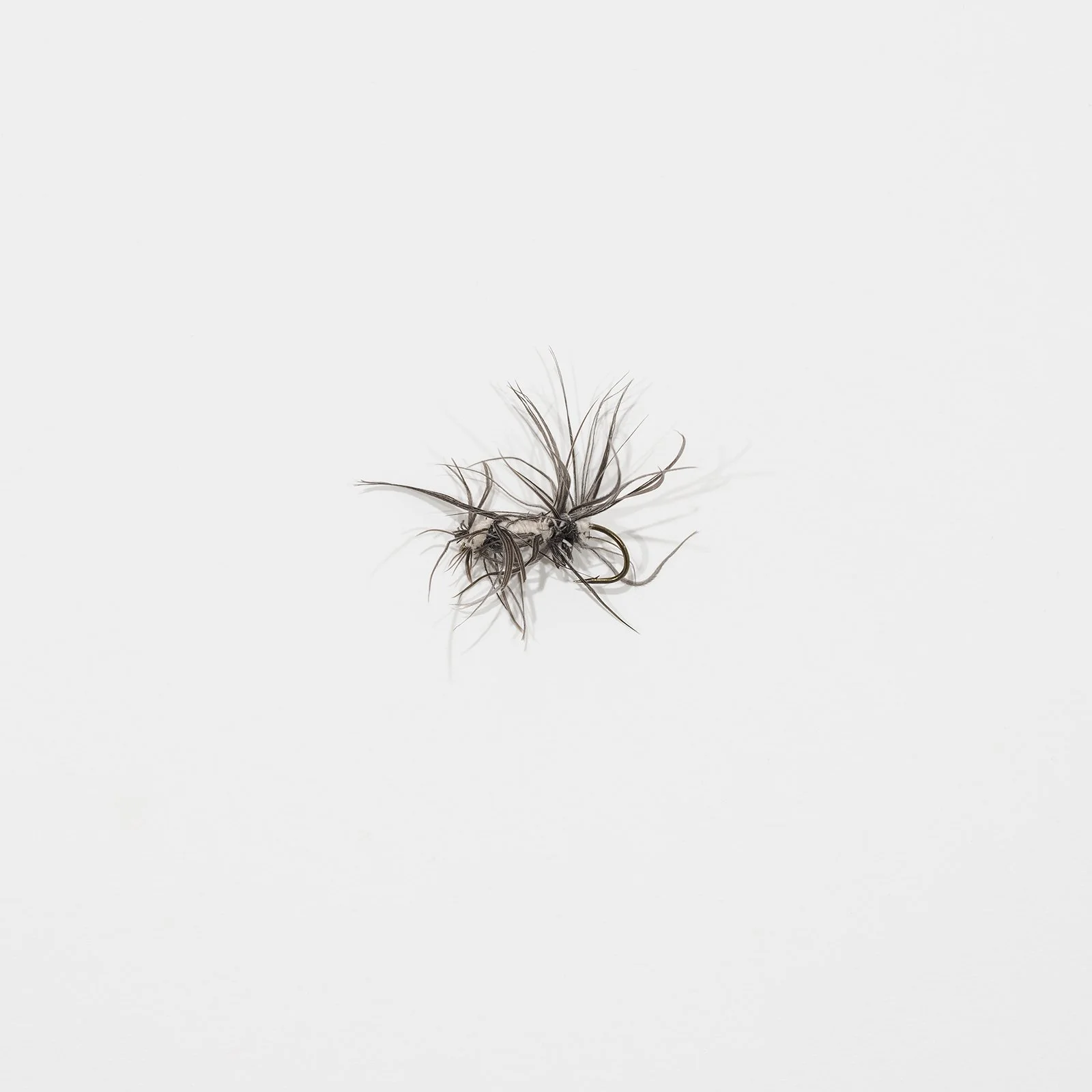 fly_007.jpg