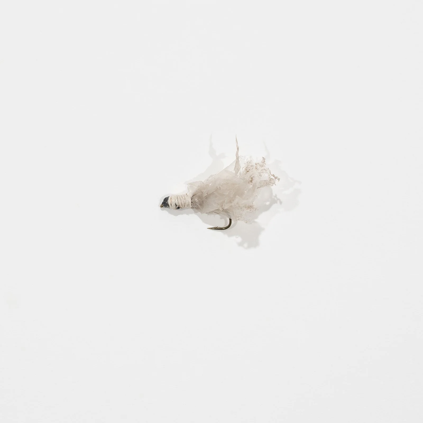 fly_006.jpg