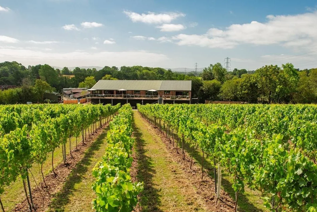 The Best Vineyards In Sussex