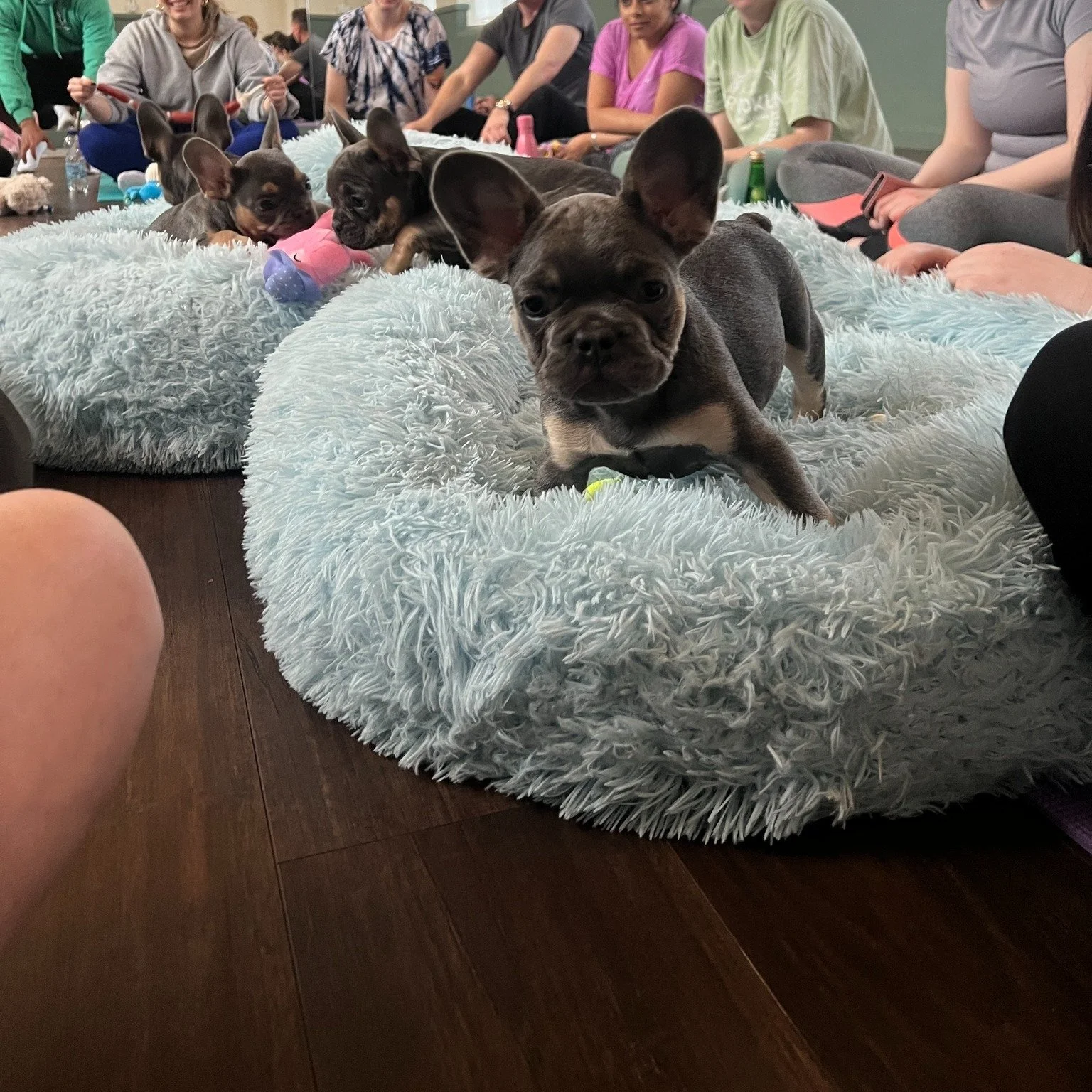 Yogi Paws