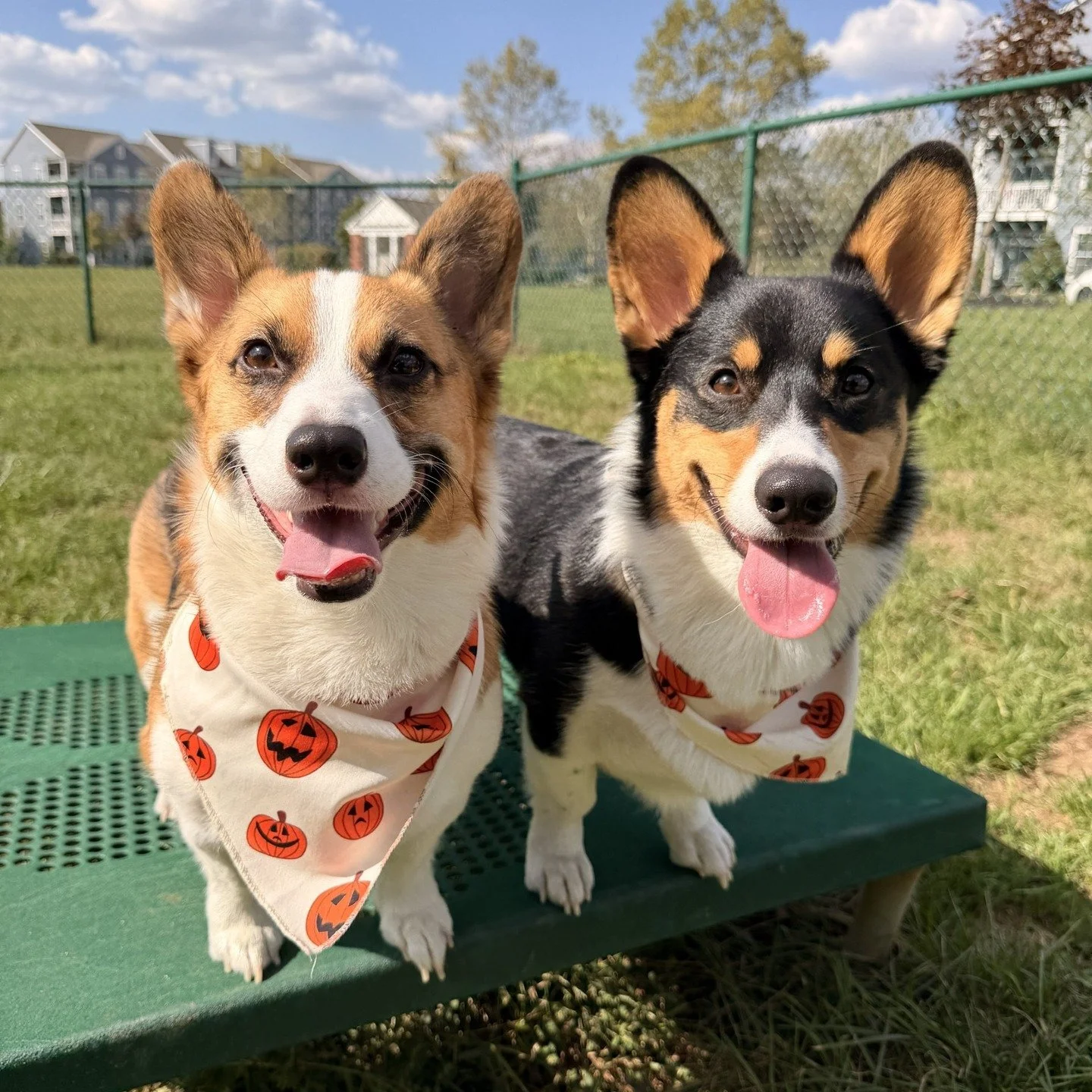 🐾 Hey Sugar Run Pack! 🐾

Meet our dynamic duo, Gary &amp; Rocky! These two handsome fellas wanted everyone to know just how much they love living at Sugar Run&mdash;especially their favorite hangout spot, the doggy park. 🐶✨

They&rsquo;ve got an i