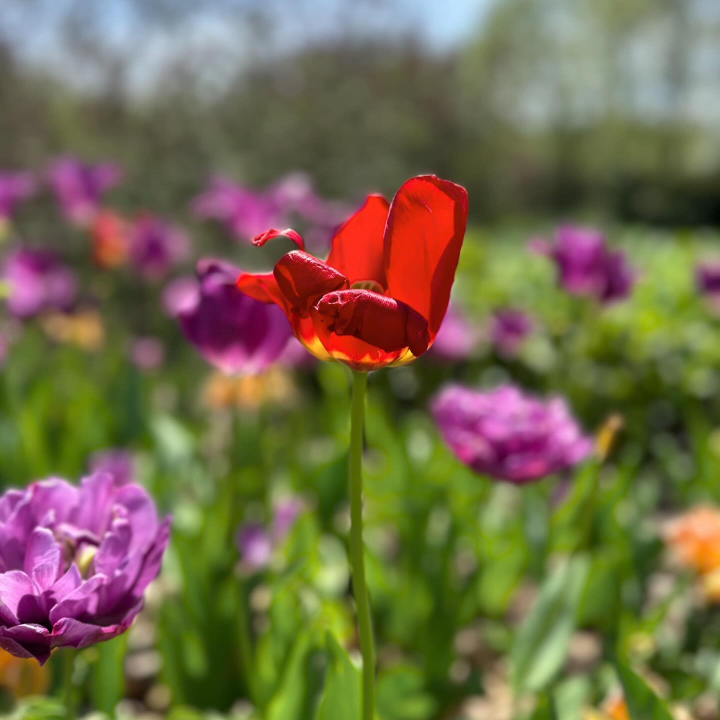 The weather is starting to be PERFECT for afternoon walks around Franklin Park Conservatory 🌷🌸 #theaubrey #franklinparkconservatory #botanicalgarden #flowerstagram #afternoonwalk #thingstodoincolumbus #springtime