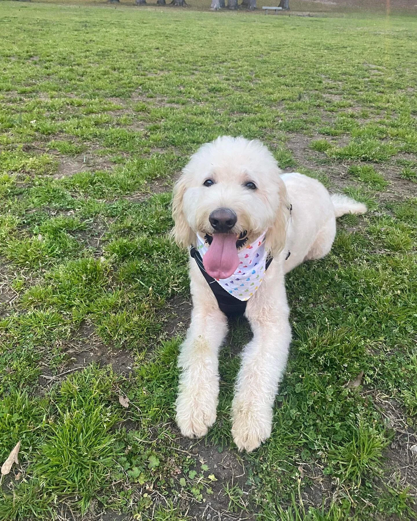 Everyone meet Cooper! He loves to watch the Gamecocks play while eating his favorite snack&hellip; PIZZA 😋🍕 Cooper loves to be on the lake - boating or swimming! Stay tuned to see his pet portrait later this week 🎨