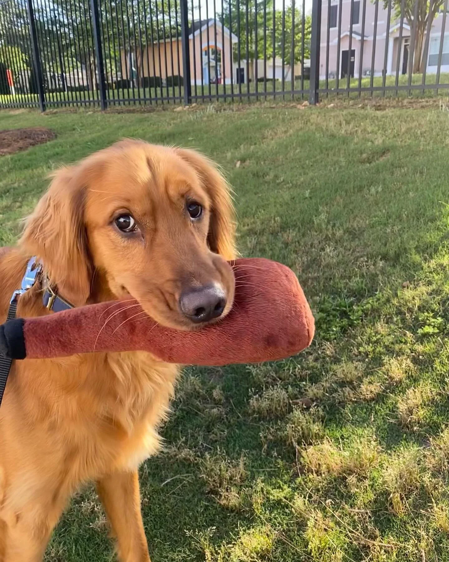 Every meet Murphy! He loves longing walks around the neighborhood, watching Suits &amp; Animal planet, &amp; eating lots of treats. On Saturdays in the fall, you&rsquo;ll see him cheering for both tiger teams &amp; snaking on popcorn, goldfish or ice