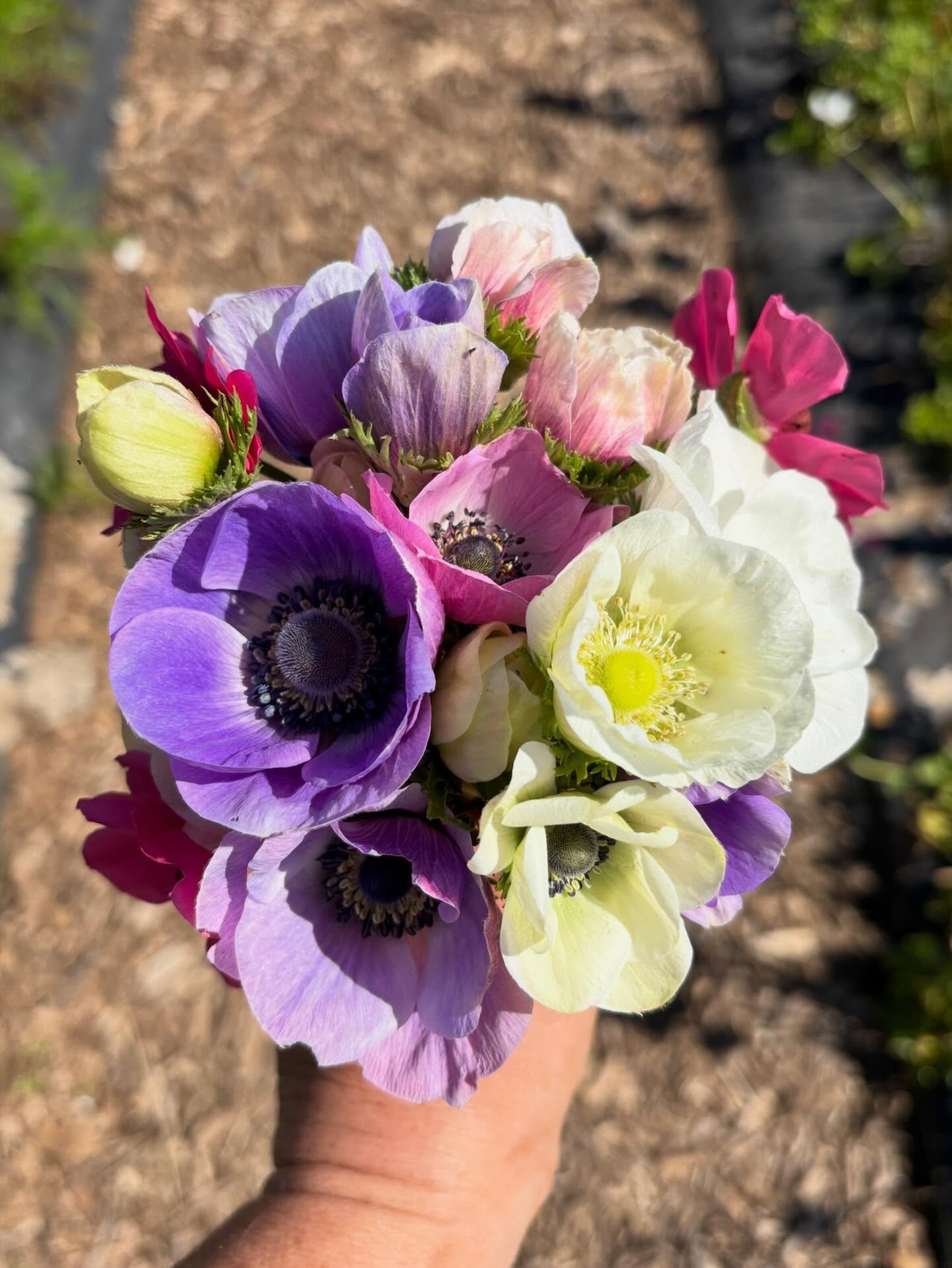 That&rsquo;s a wrap for anemones! 🌸

These beautiful workhorses have been blooming since November. They&rsquo;re always the first to bloom on the farm and I love including them in spring bouquets. 

But, with this heat, I cut the last little bunch o