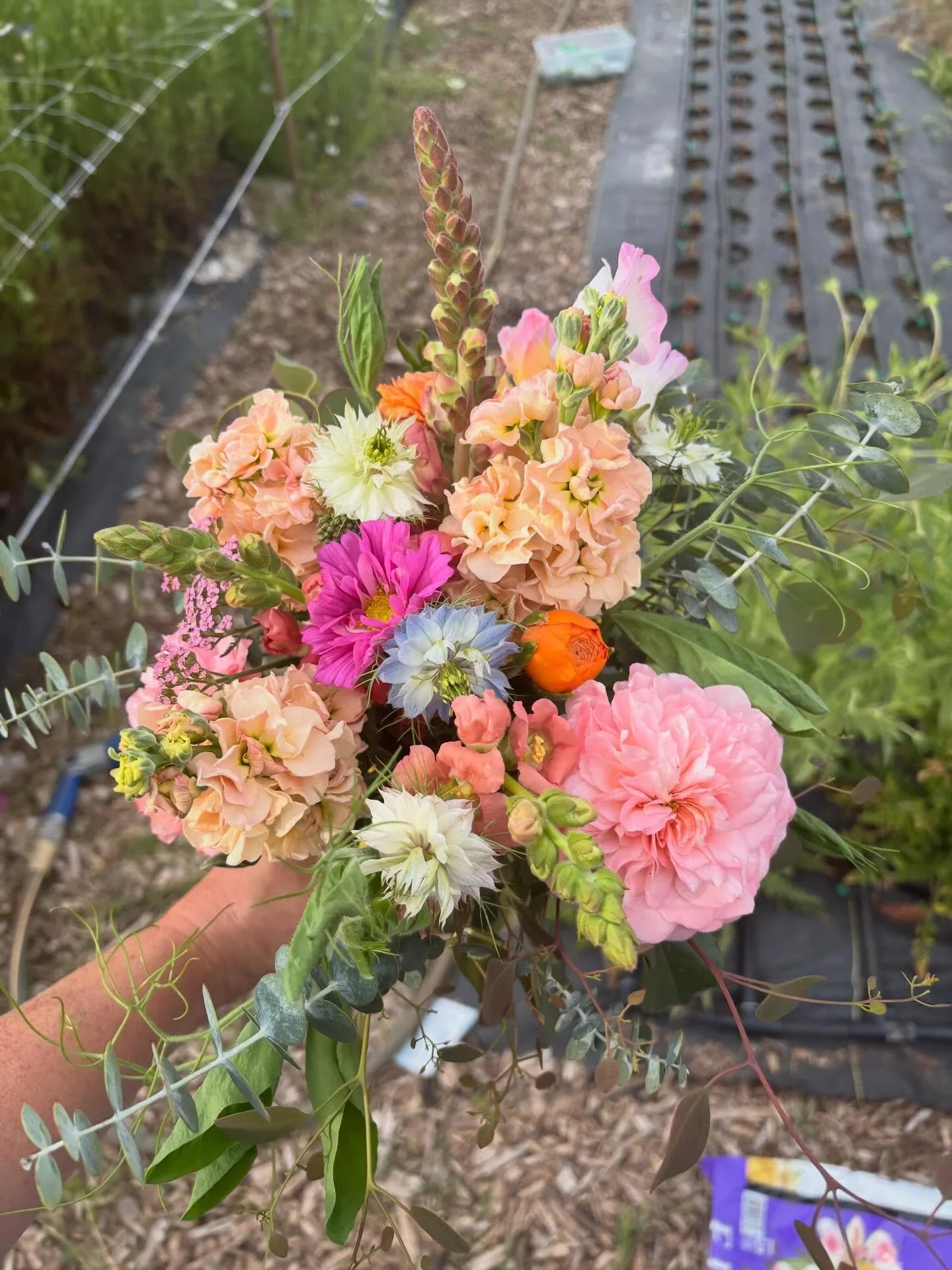 Mother&rsquo;s Day is May 10th! 💐❤️

This is what&rsquo;s currently blooming and what will be included in Mother&rsquo;s Day bouquets this year. 😍

Pre-orders are open through Wednesday, May 5th! 

Make Mother&rsquo;s Day hassle free and pre-order 