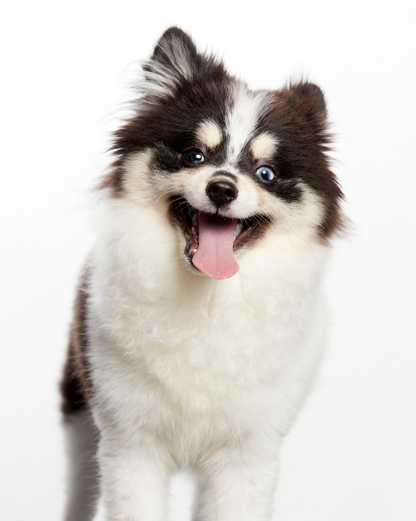 Muffin the Pomsky

Pomeranian Huskies are a cross between a Pomeranian and a Siberian Husky, and they typically weigh between 10 and 25 pounds. Pomskies are known for their playful personalities and their love of attention. They are great family pets