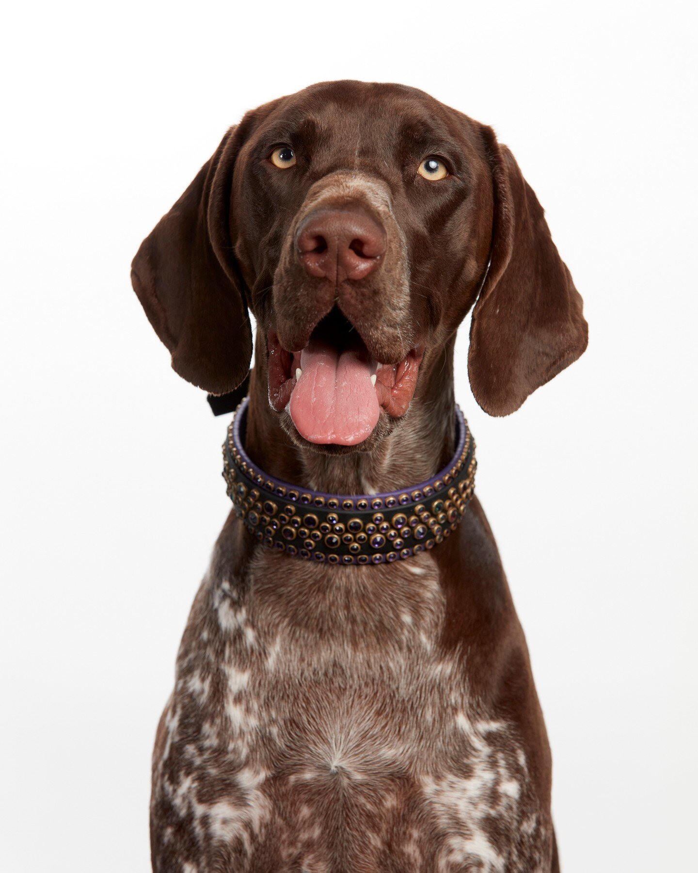 Peach the German Shorthaired Pointer 

German Shorthaired Pointers were originally bred in Germany in the late 19th century for hunting game birds, such as pheasants and quail.
They are versatile hunting dogs that are also skilled at tracking, retrie