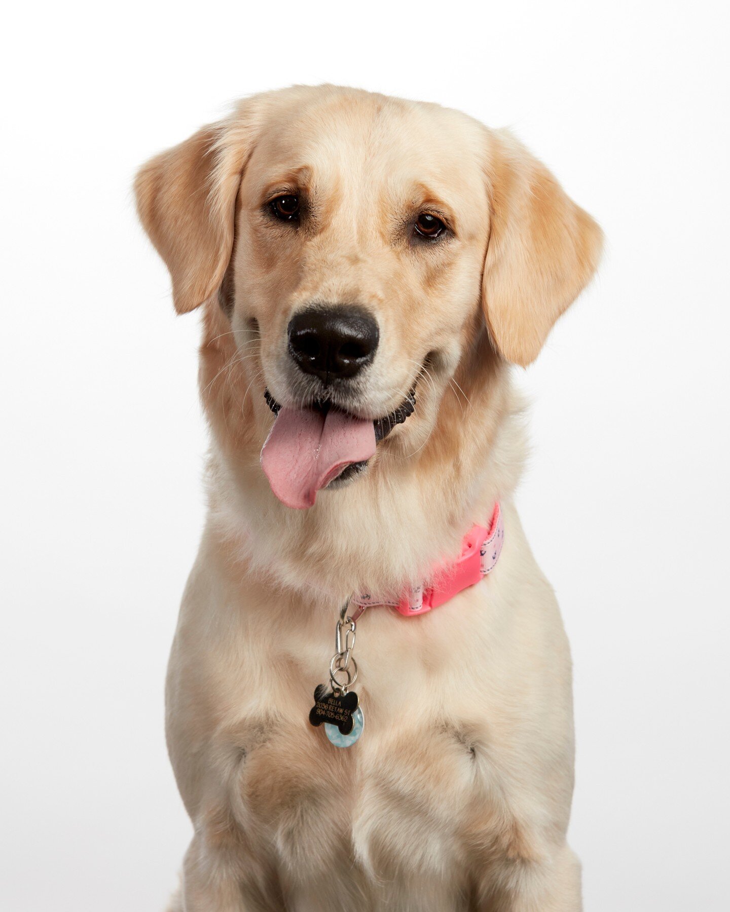 Happy Monday from Bella the goodest girl Golden Retriever.

Interested in dog portraits? Click the &lsquo;Book Now&rsquo; button. 

#dogsofinstagram #instadog #petstagram #igersjax #petsofinstagram #dogmodel #dogs #pets #dogoftheday #doglife #doglove
