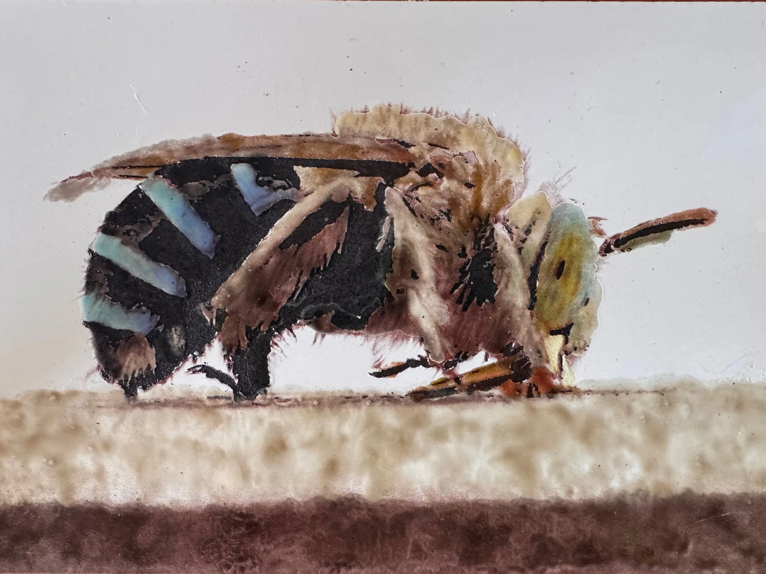 Native blue-banded bee at rest, enamel decal in blue and gold tones on steel