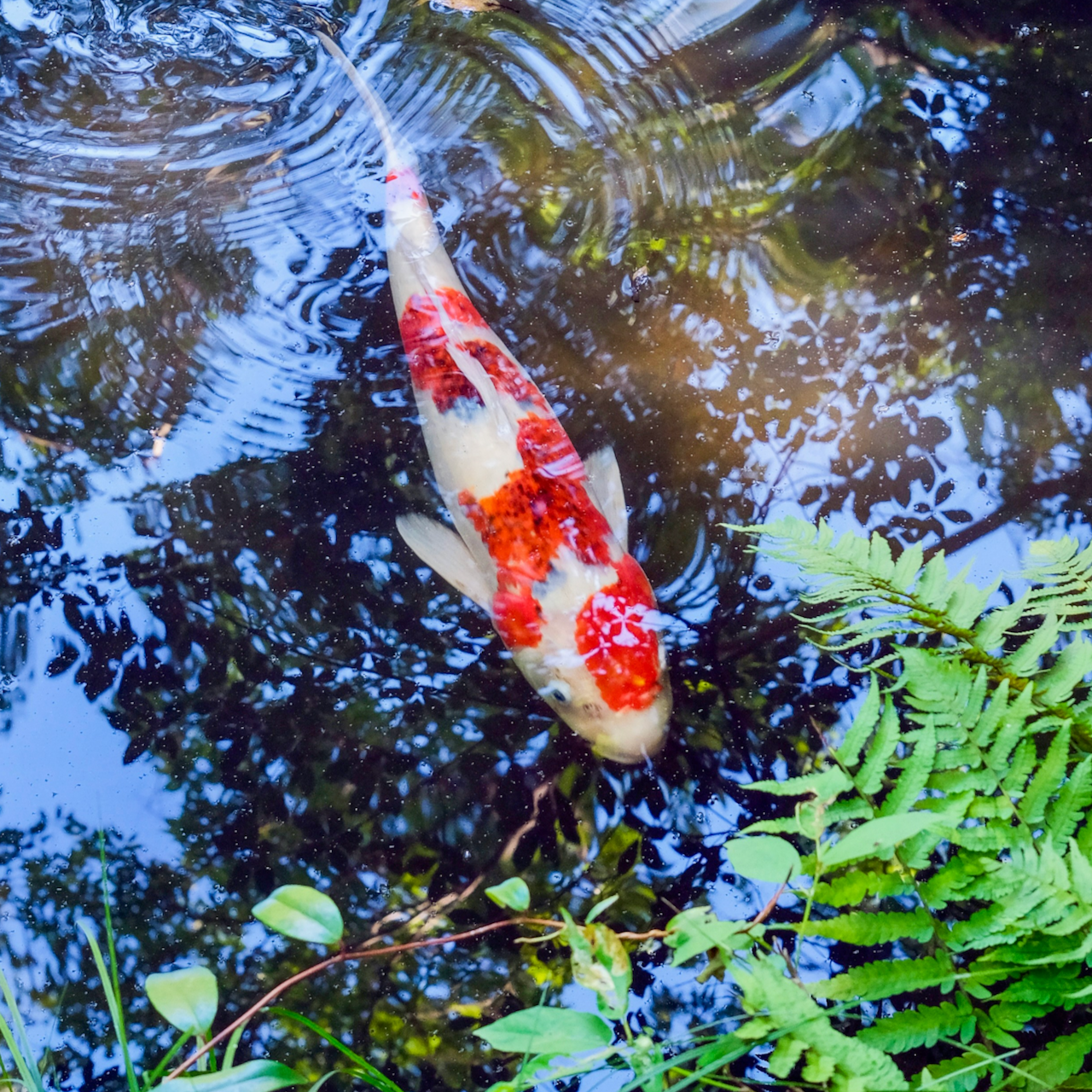 Original Image by Yusheng Deng accessed on Unsplash