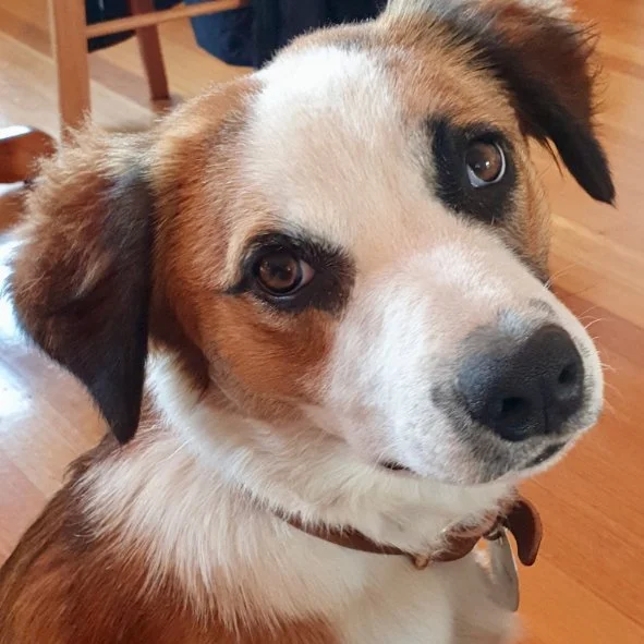 Original photo of Bonnie the dog, the source image for an enamel portrait commission