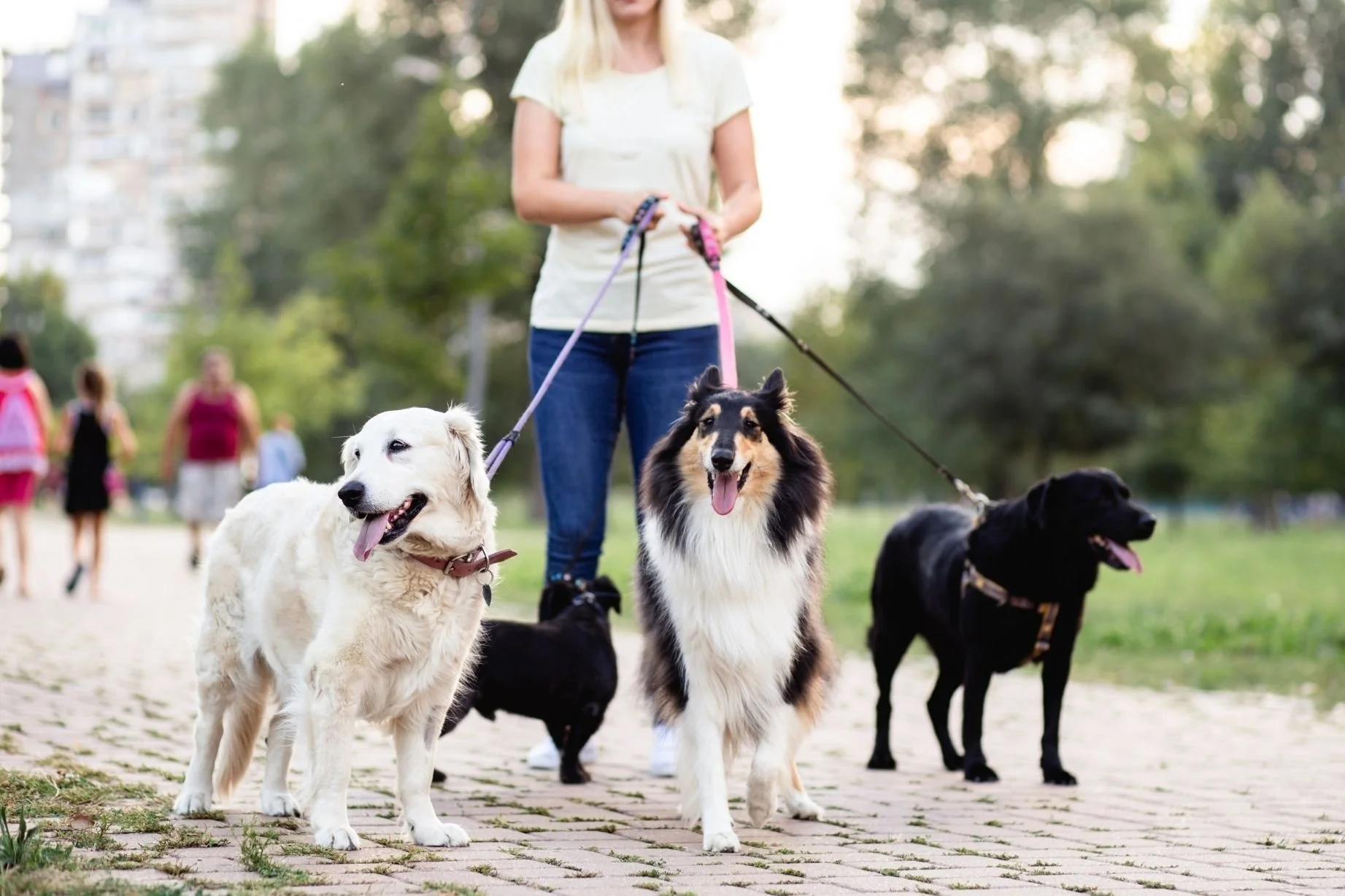 Dog Trainer Apprentice