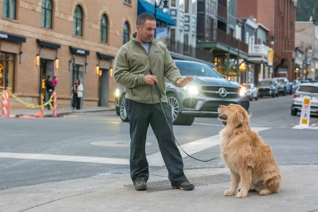 Experienced Dog Trainer