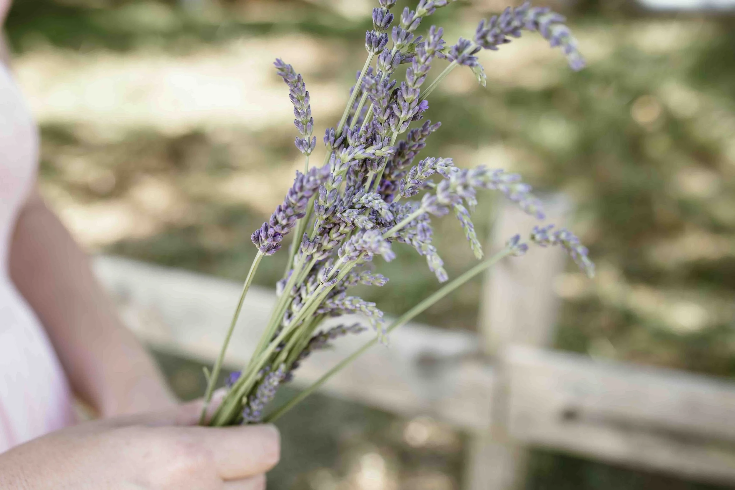 picked-lavender-seven-oaks-lavender-farm.jpg