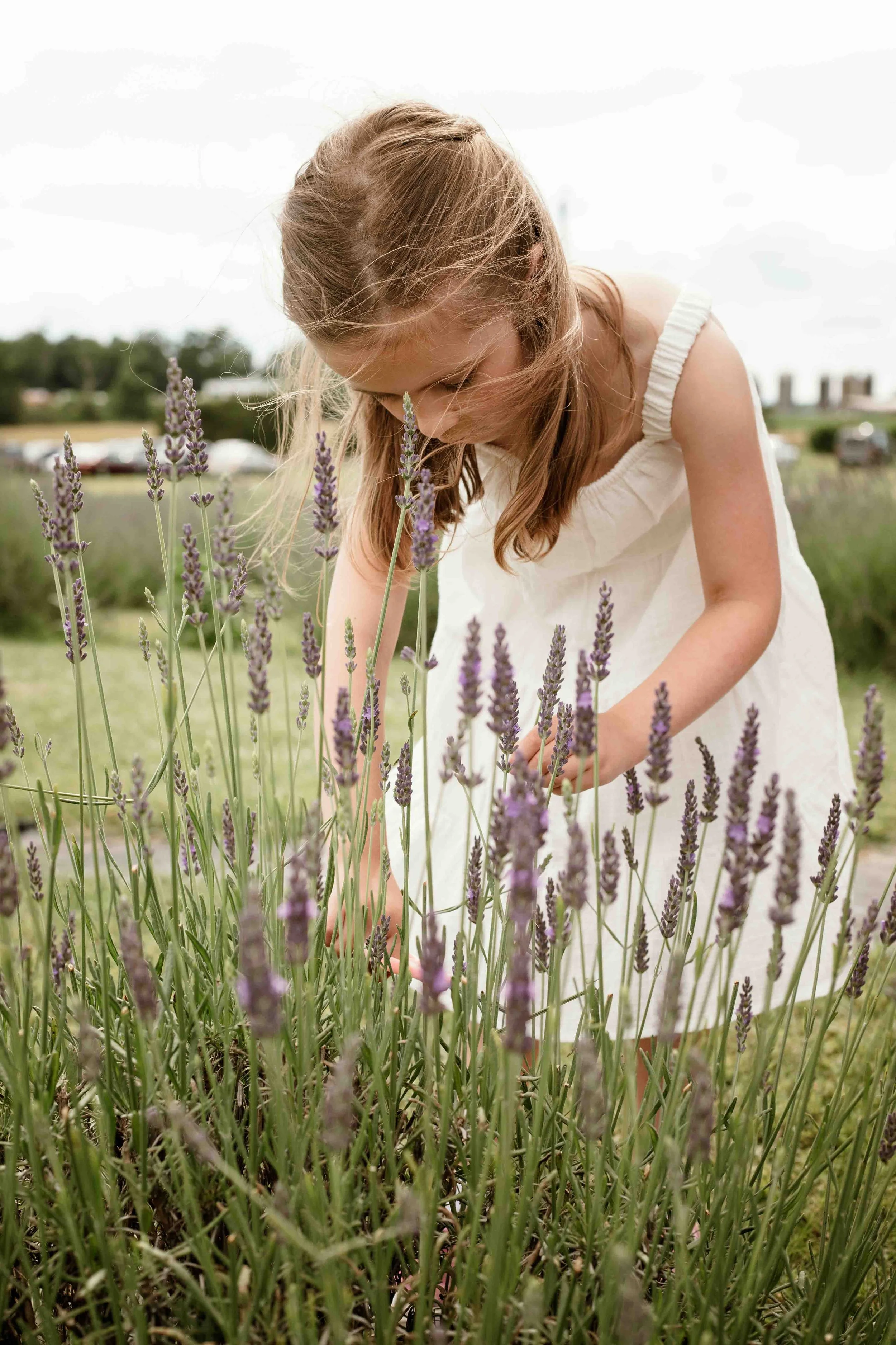 seven-oaks-lavender-farm-fauquier-girl-in-lavender.jpg