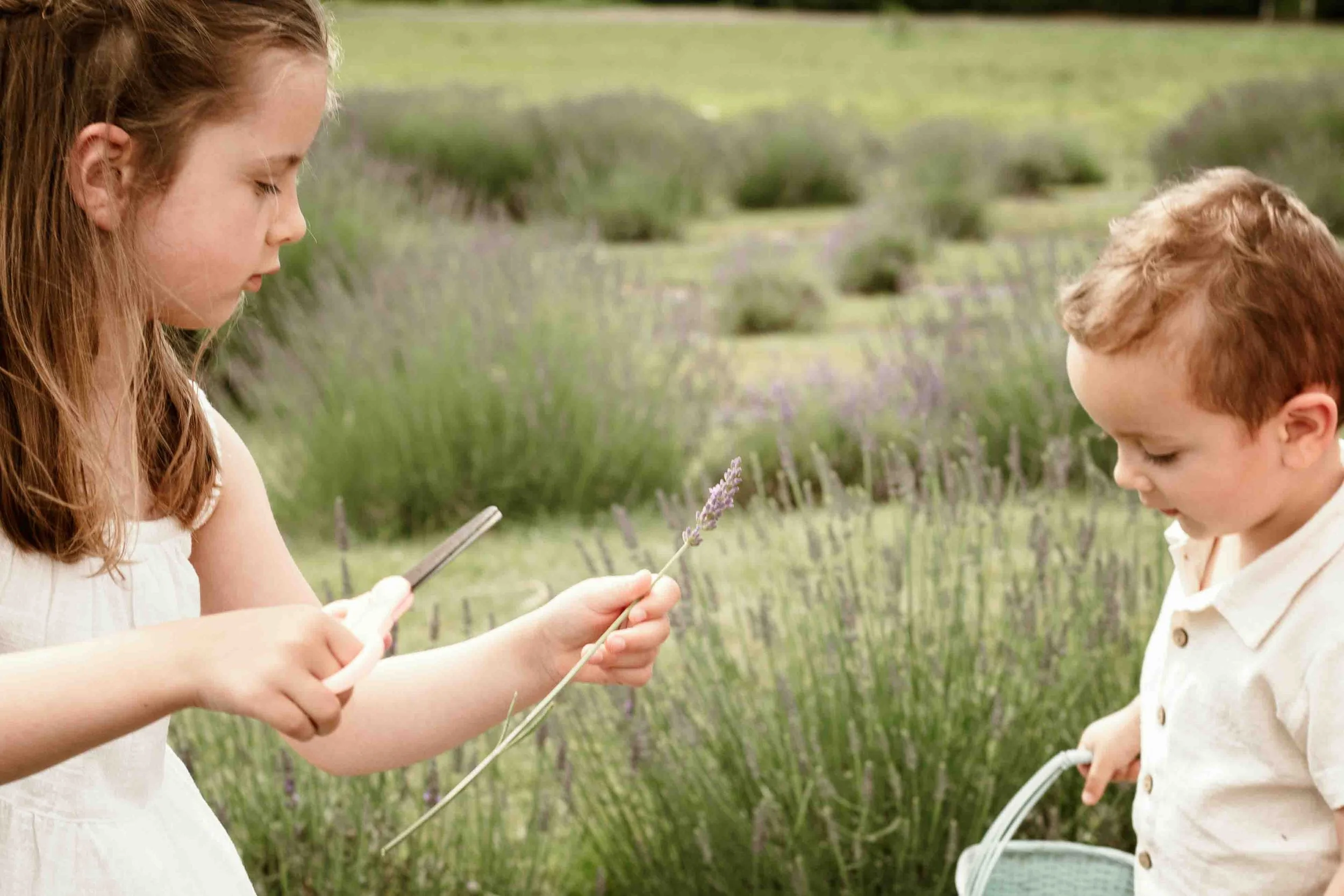 seven-oaks-lavender-farm-fauquier-kids-cutting-lavender-catlett-virginia.jpg
