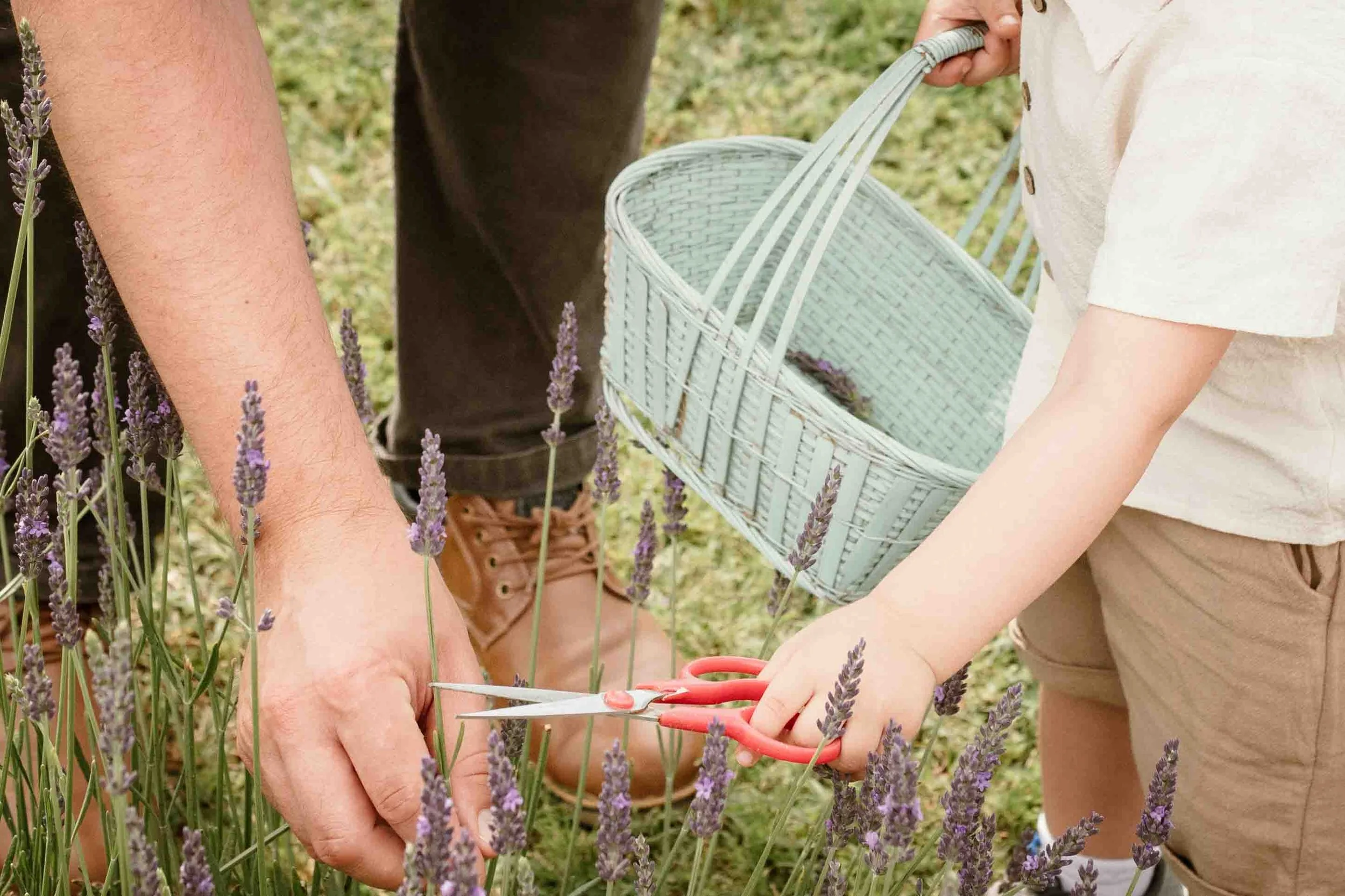 seven-oaks-lavender-farm-fauquier-family-photographer-detail.jpg