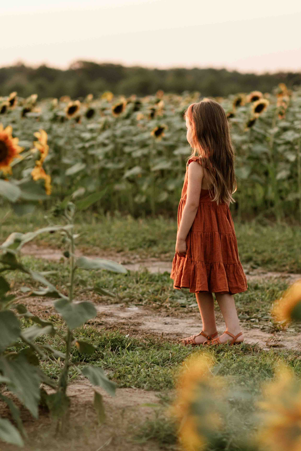 Burnside Farms Sunflower Sessions | Northern Virginia Family Photographer