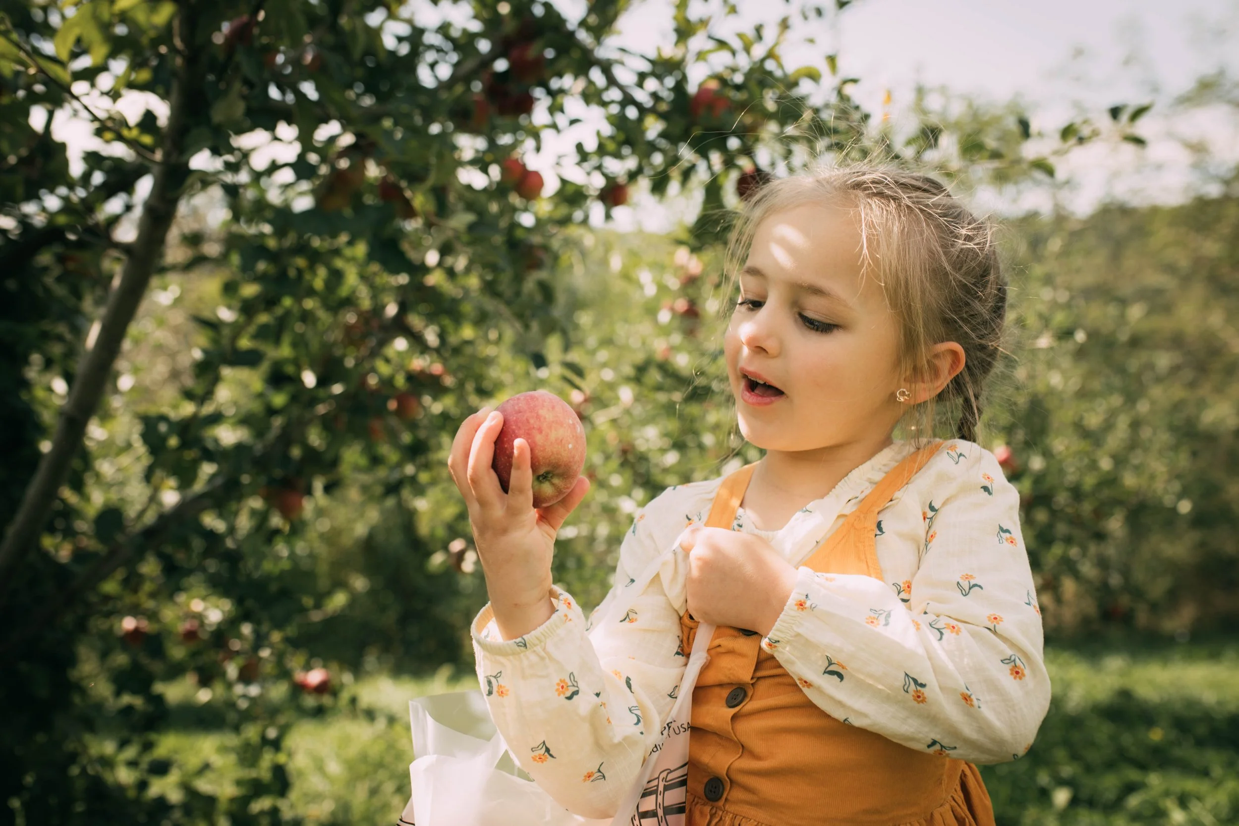 A young girl in a peach-colored dress and floral long sleeve shirt holding an apple and looking at it with interest in an apple orchard.