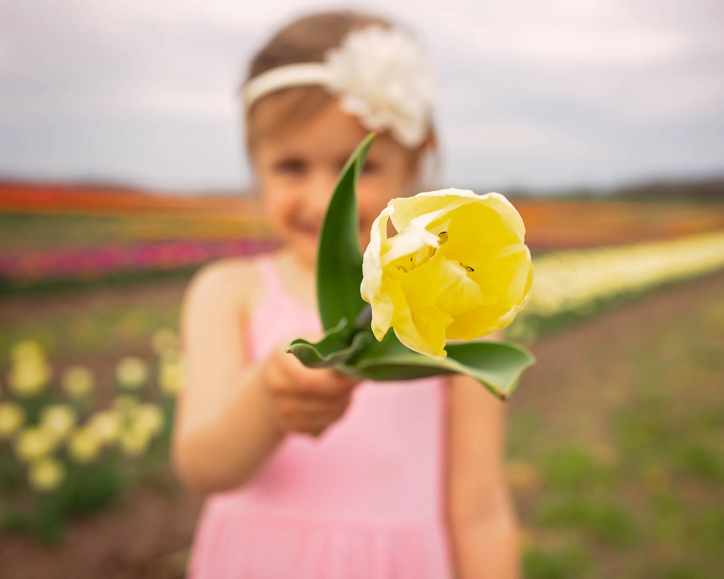 yellow tulip close up at burnside farms in prince William county