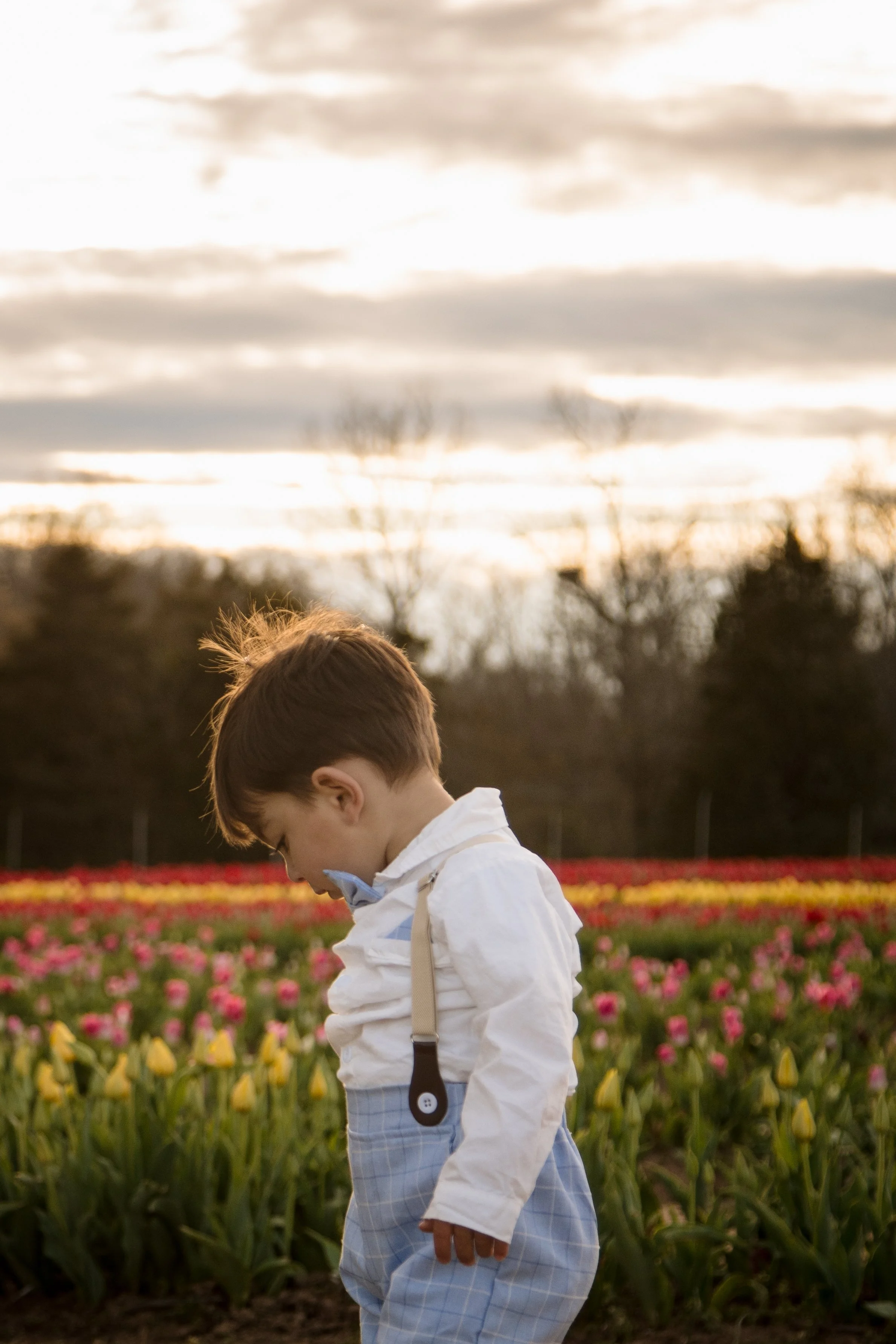 Colorful rows of tulips at a Northern Virginia tulip farm during spring photography season.