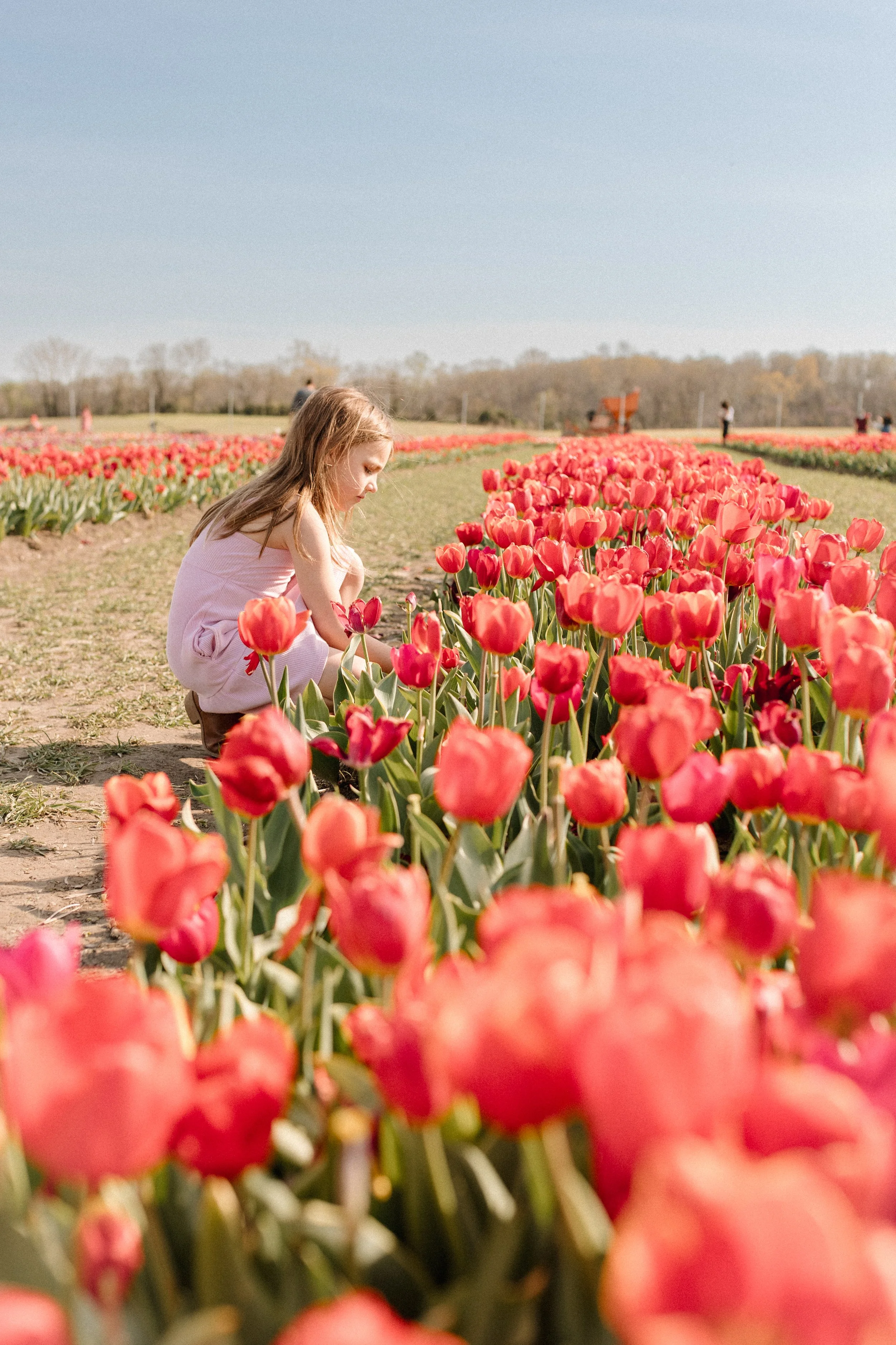 Young girl sitting among rows of red tulips at Burnside Farms during a spring tulip photo session in Northern Virginia.