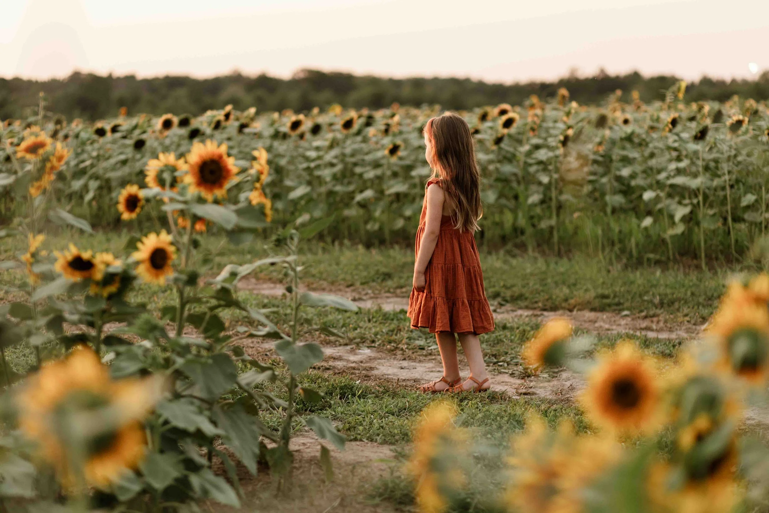 Young girl standing among sunflower fields at sunset during a Burnside Farms sunflower session in Northern Virginia.