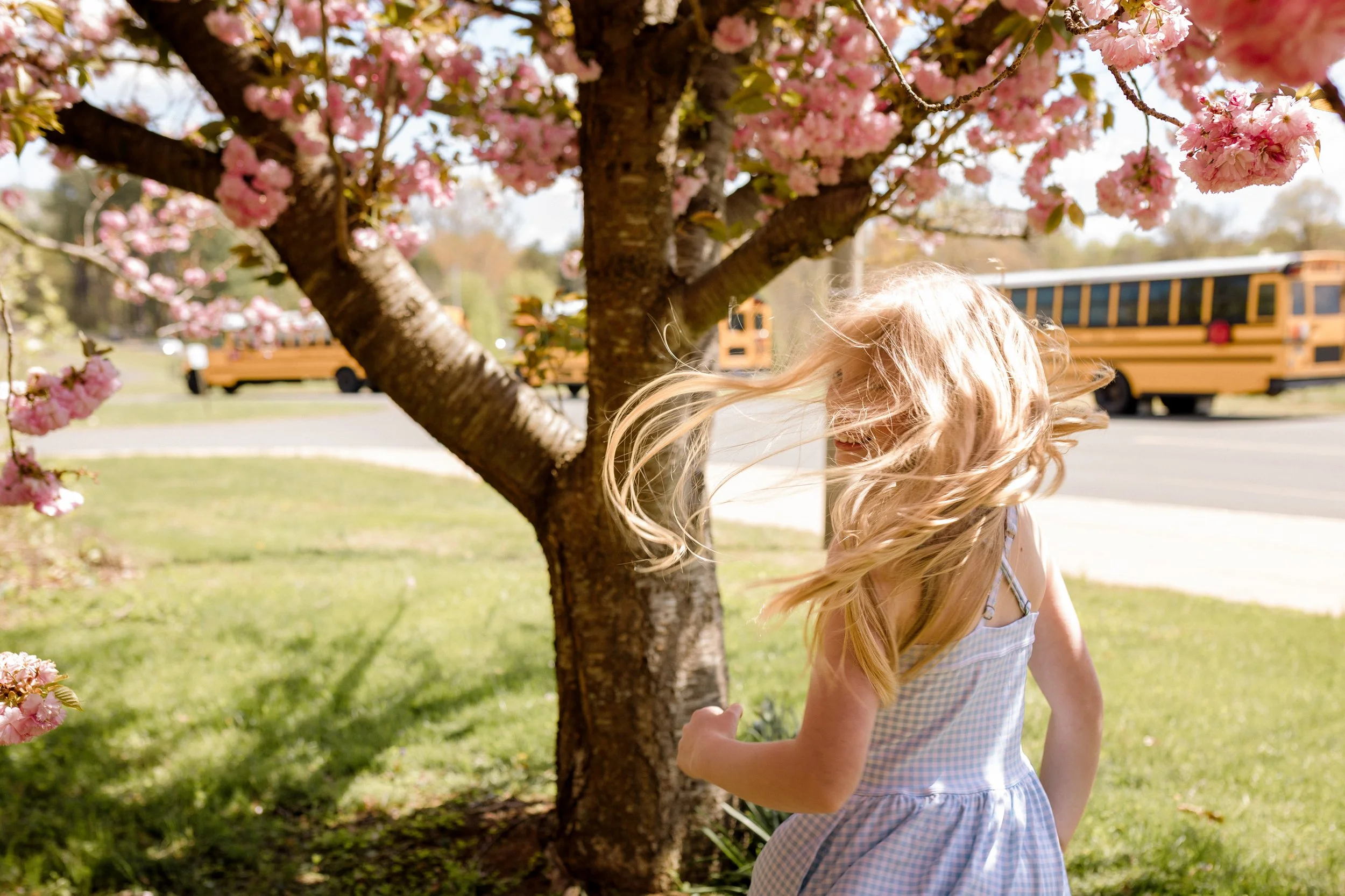 Elementary graduation portait of girl twirling under faquier county cherry blossoms.