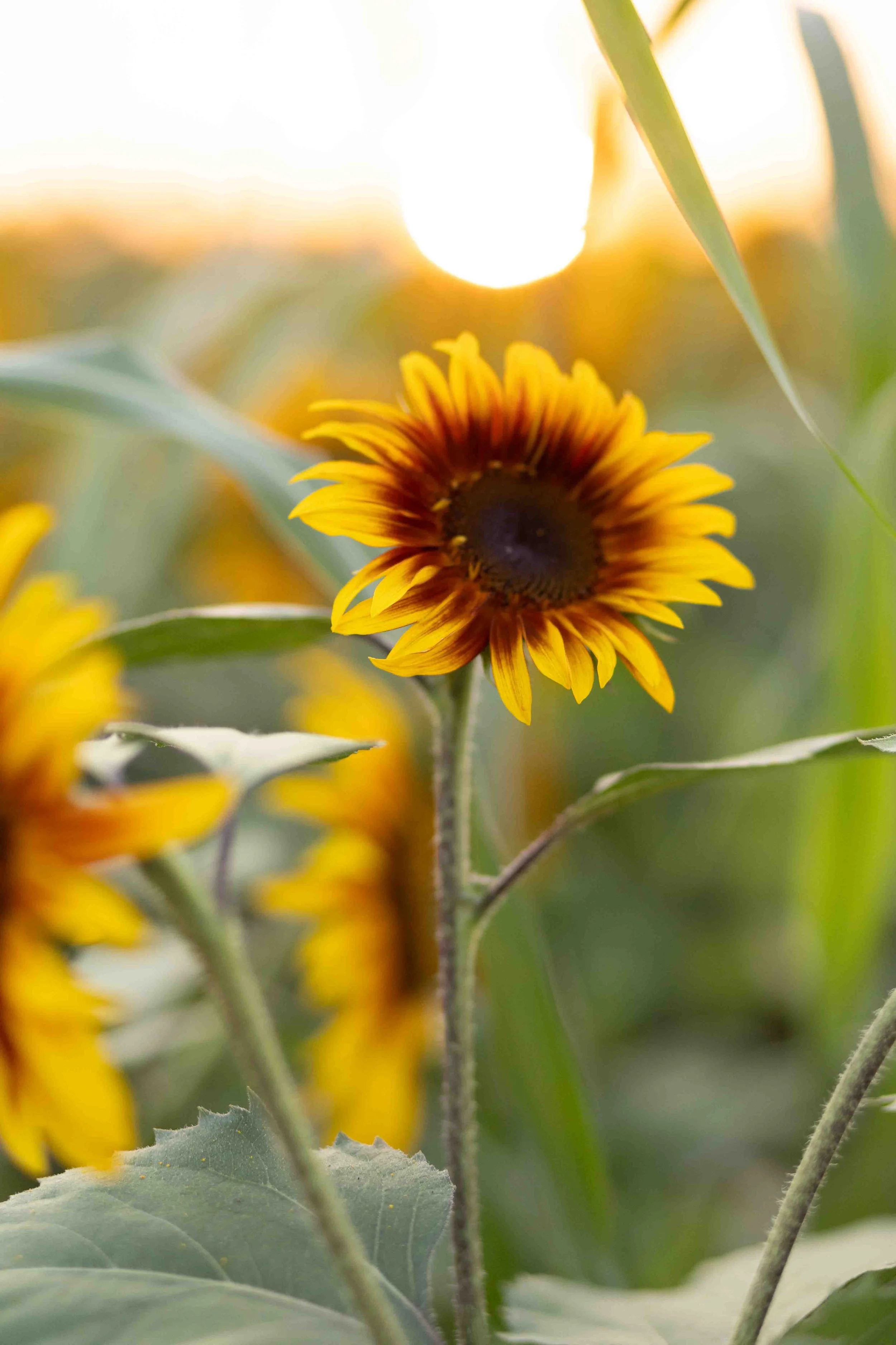 Close-up of a sunflower glowing in the evening light at Burnside Farms in Northern Virginia.