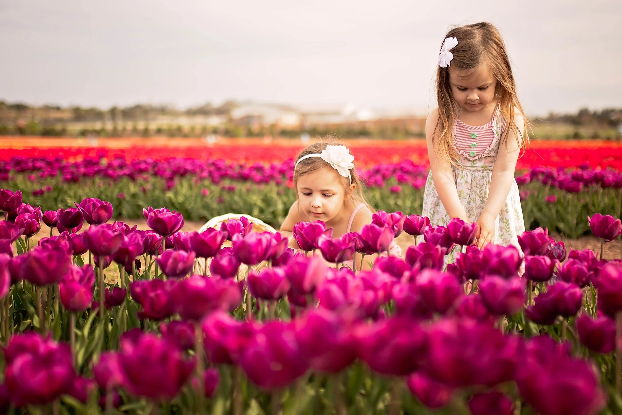 Two sisters exploring purple tulip fields at Burnside Farms in Nokesville, Virginia — spring family photography by Amanda Kahnell